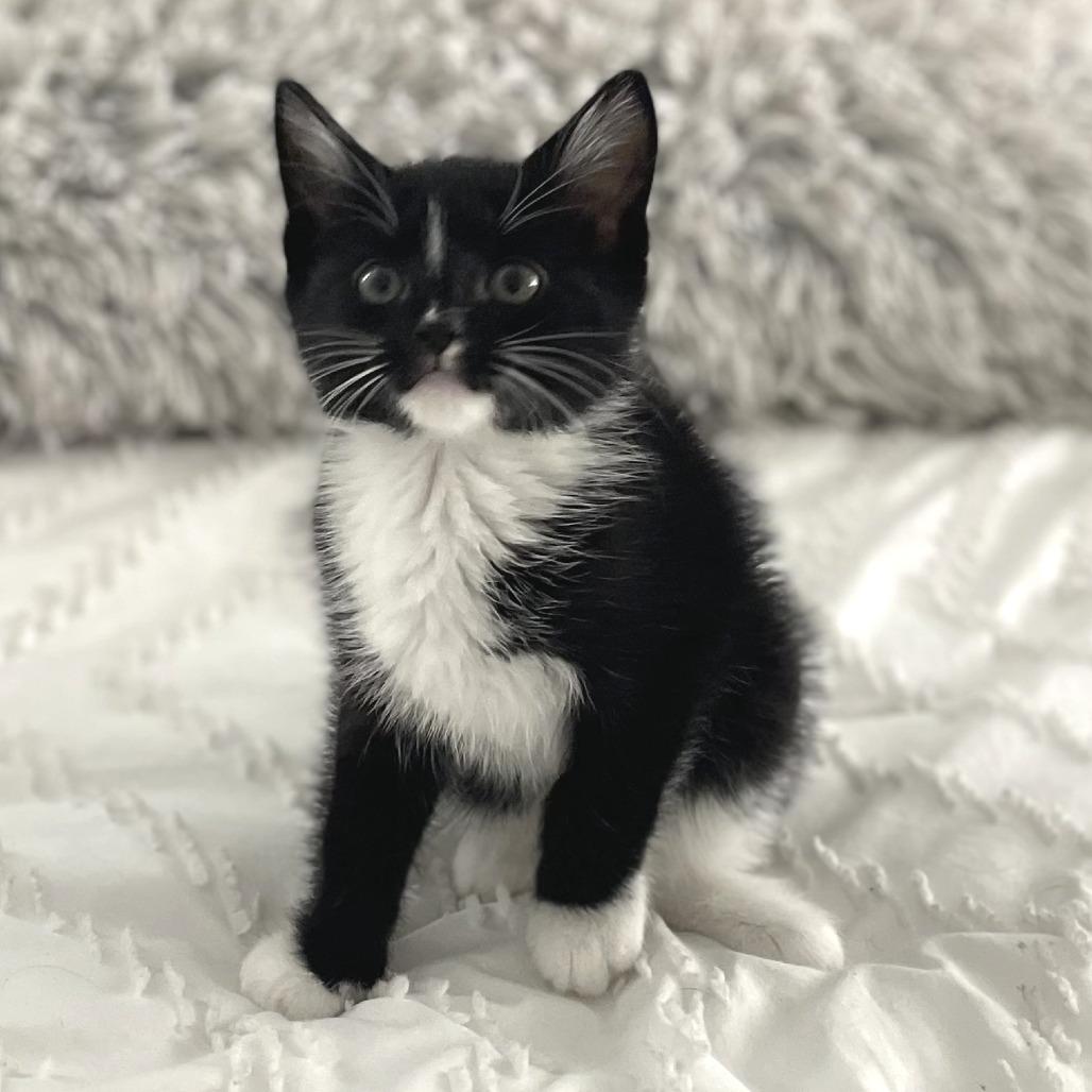 Enlarge Chicken Fry, a ADOPTABLE Domestic Short Hair in Parkland, FL image 2/2