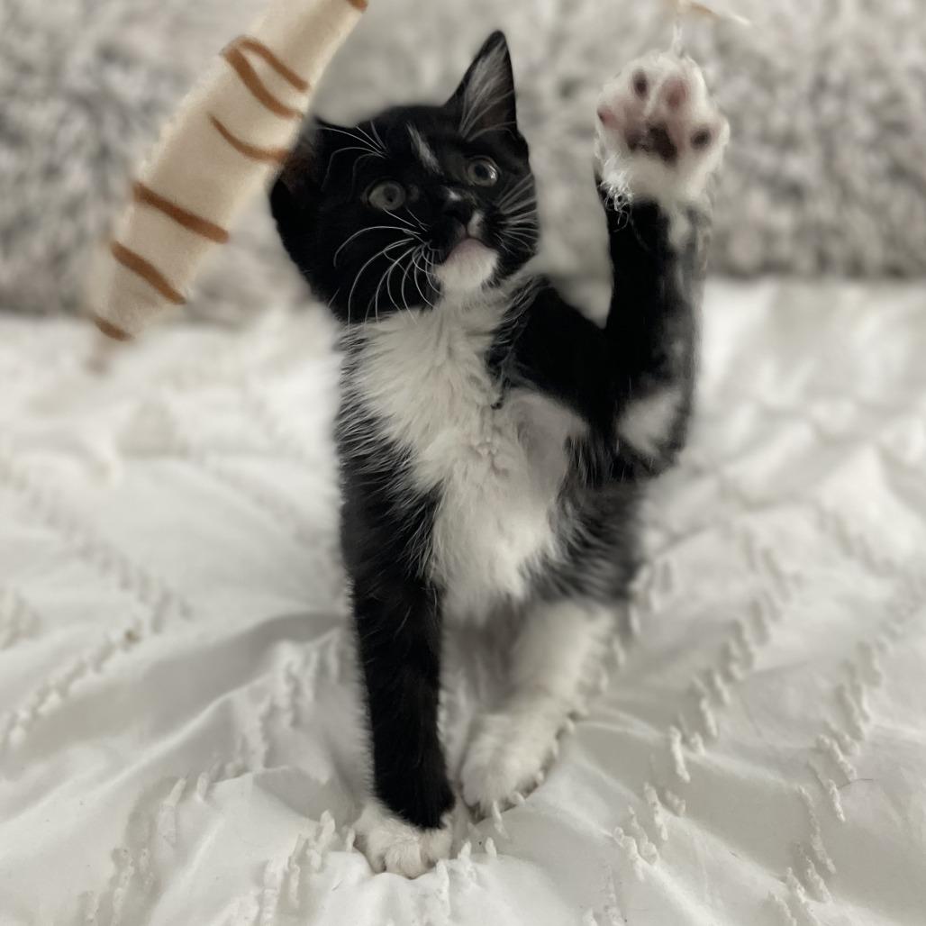 Enlarge Chicken Fry, a ADOPTABLE Domestic Short Hair in Parkland, FL image 1/2