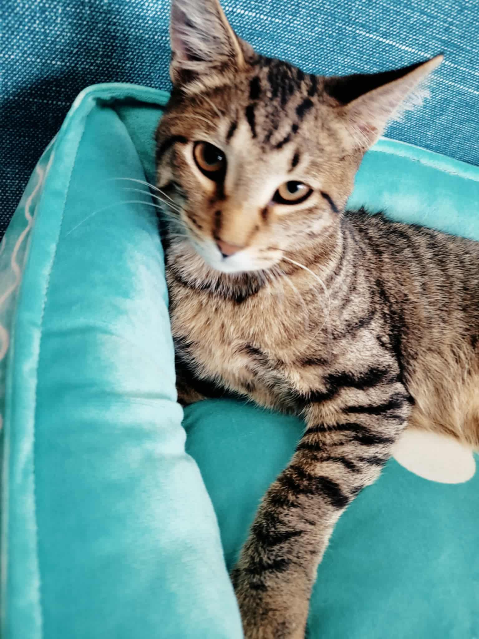 Enlarge Chipette, an adopted Domestic Short Hair in Lincolnwood, IL image 1/1