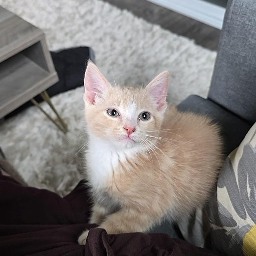 Enlarge Peep, an adopted Domestic Short Hair in Renton, WA image 5/6