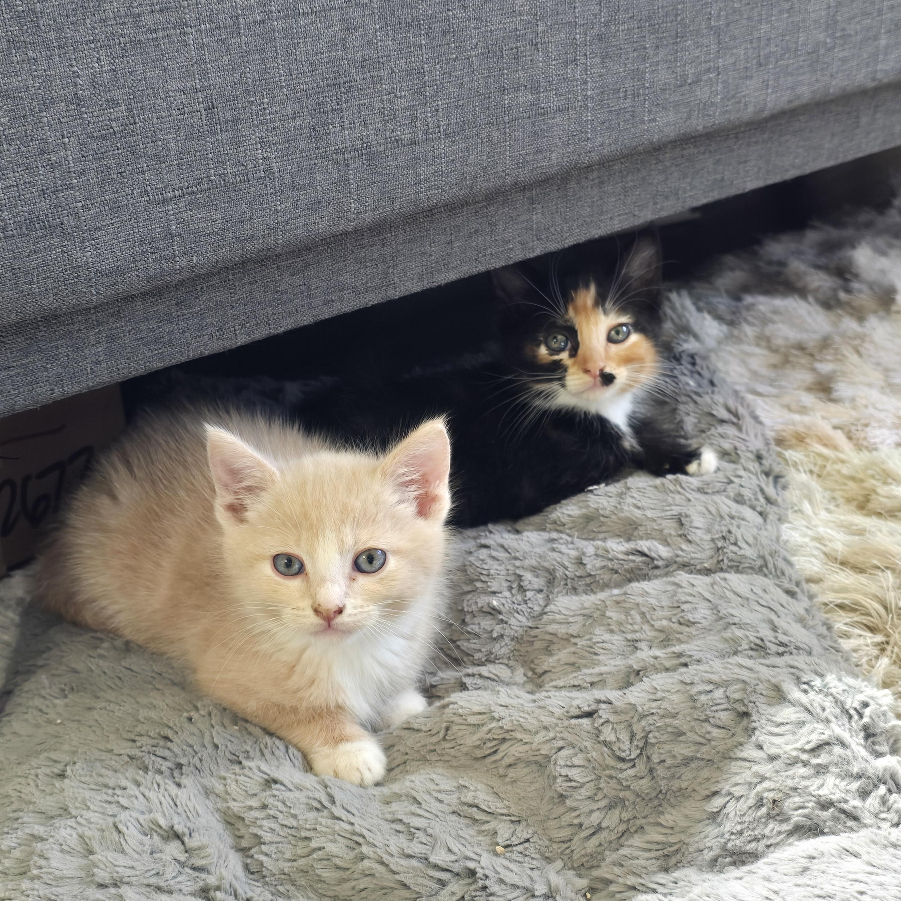Enlarge Peep, an adopted Domestic Short Hair in Renton, WA image 6/6