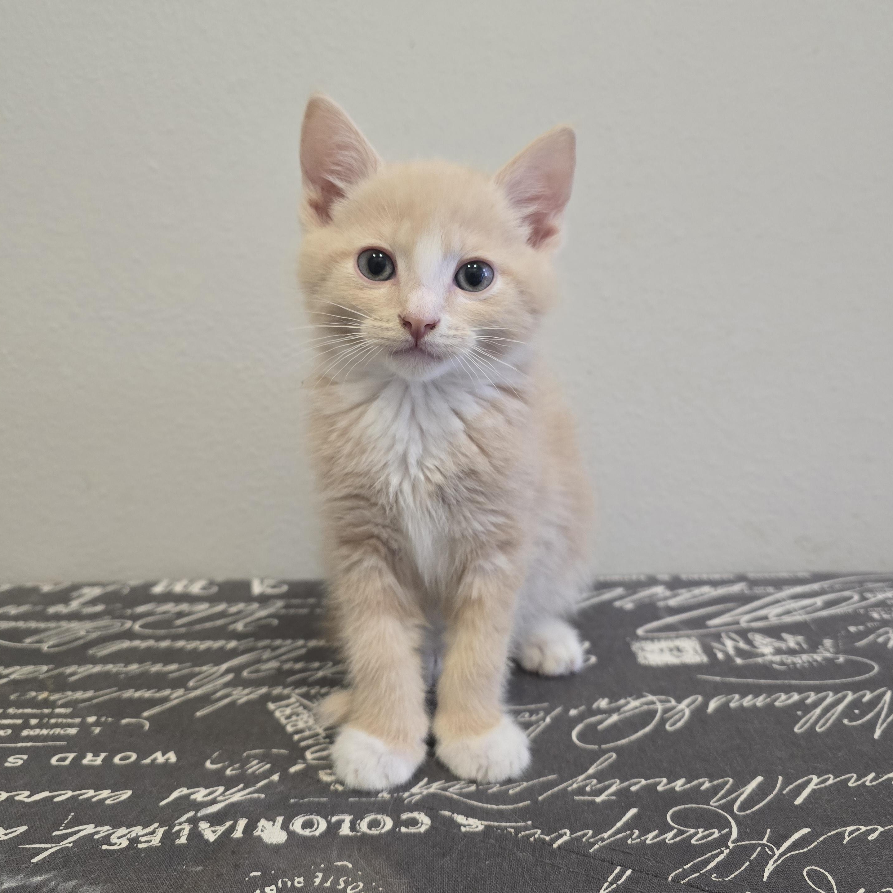 Enlarge Peep, an adopted Domestic Short Hair in Renton, WA image 3/6