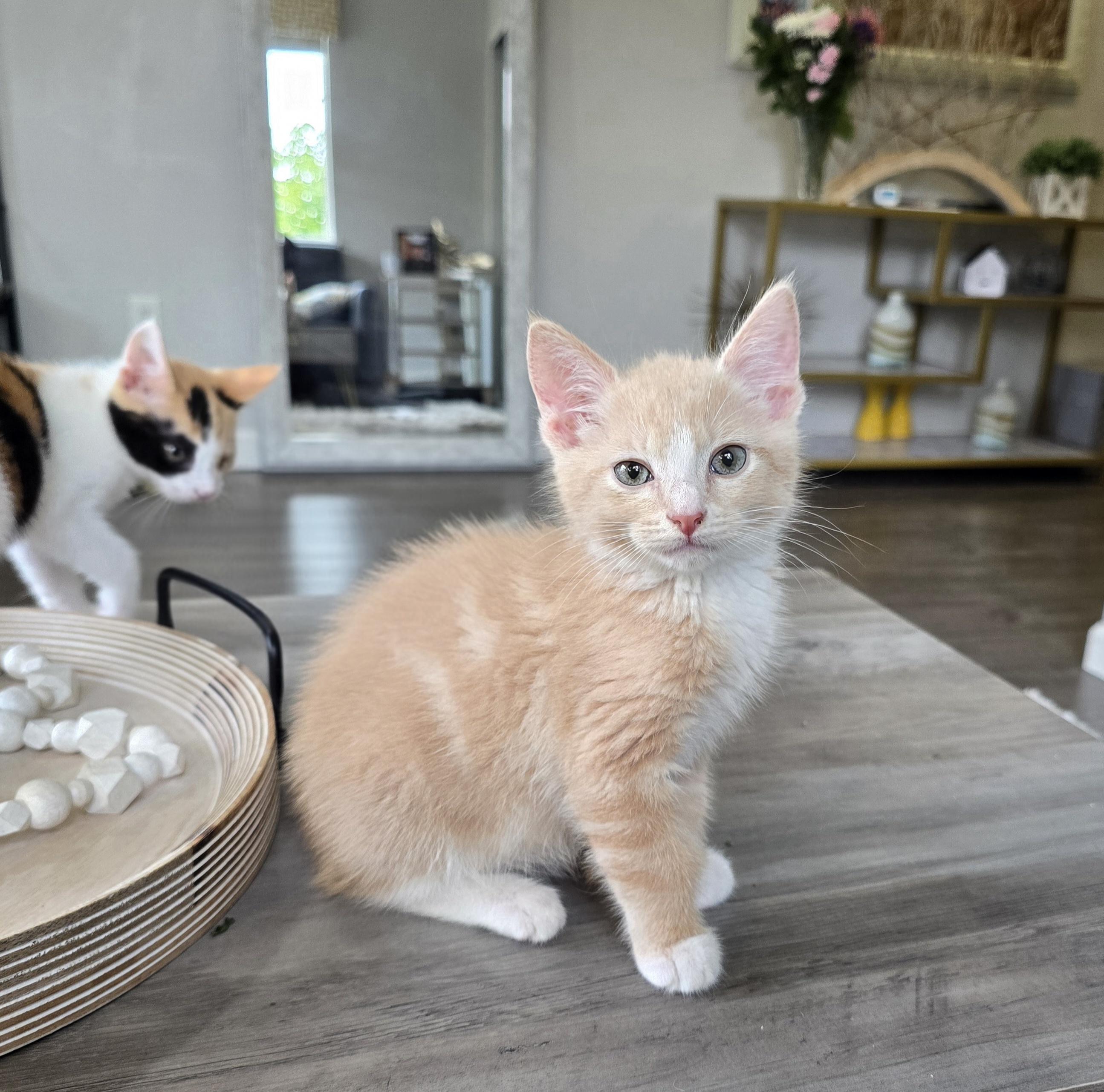 Enlarge Peep, an adopted Domestic Short Hair in Renton, WA image 1/6