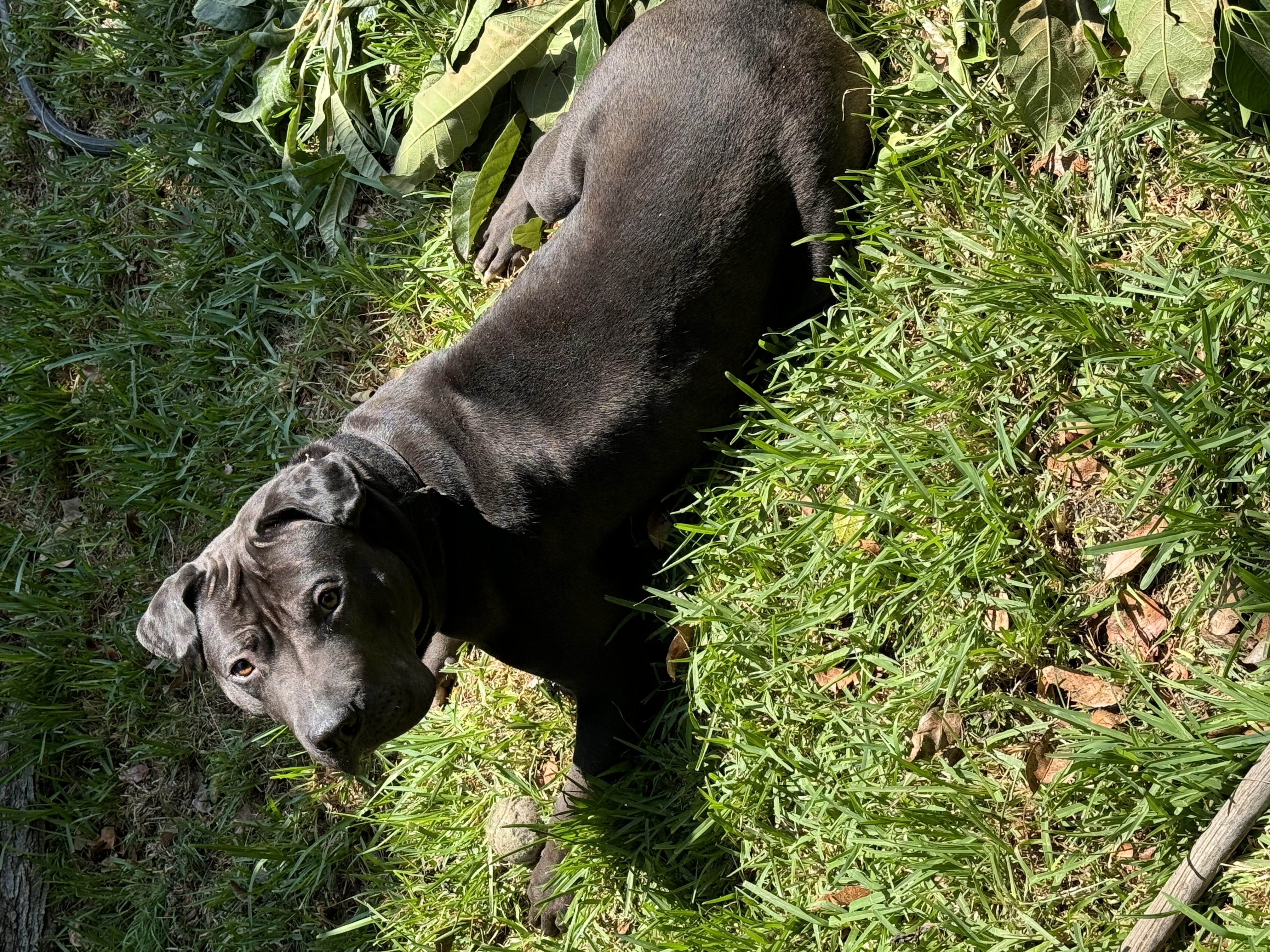 Capone, Adoptable, Young Male Pit Bull Terrier & Shar-Pei.