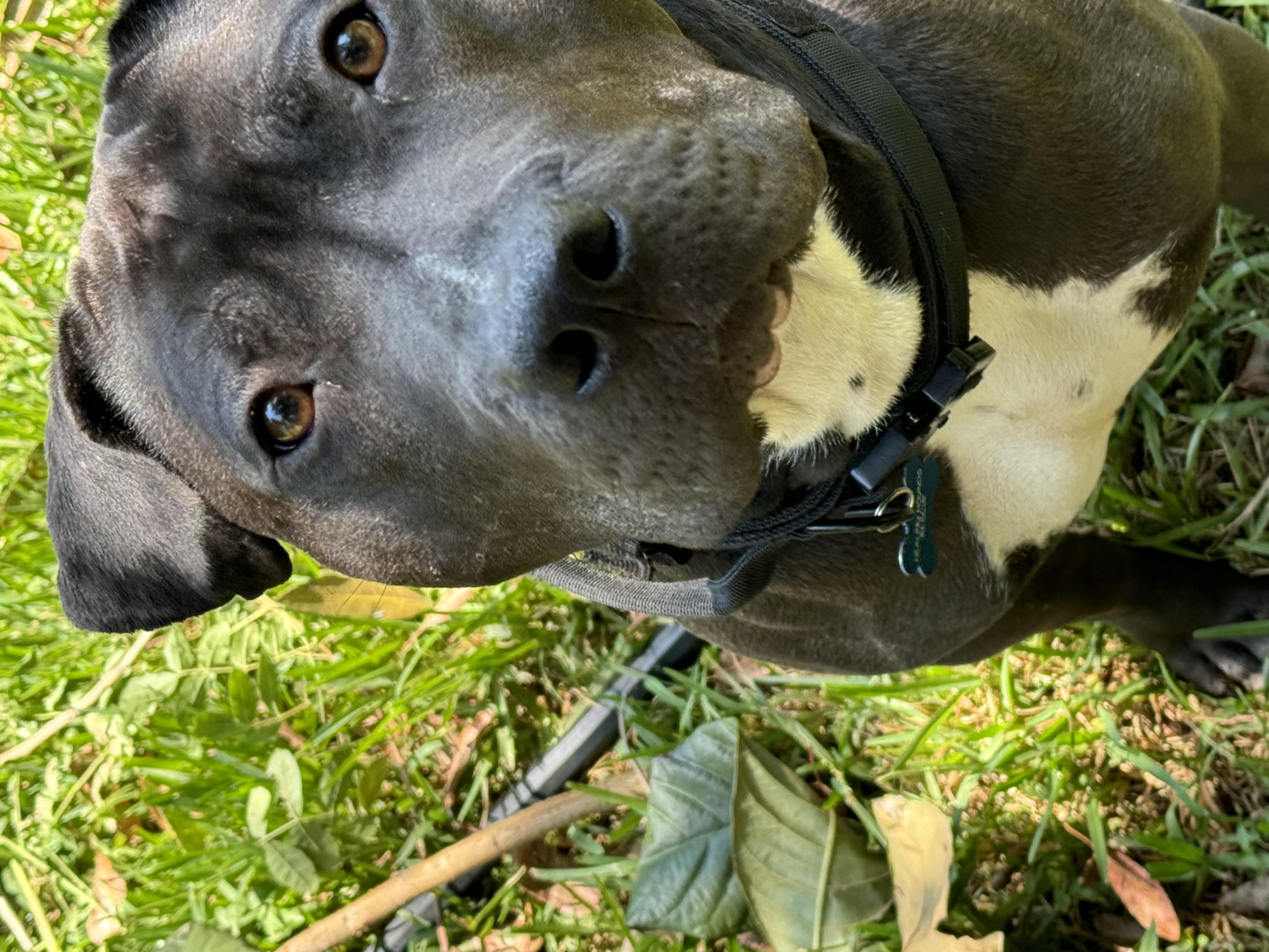 Capone