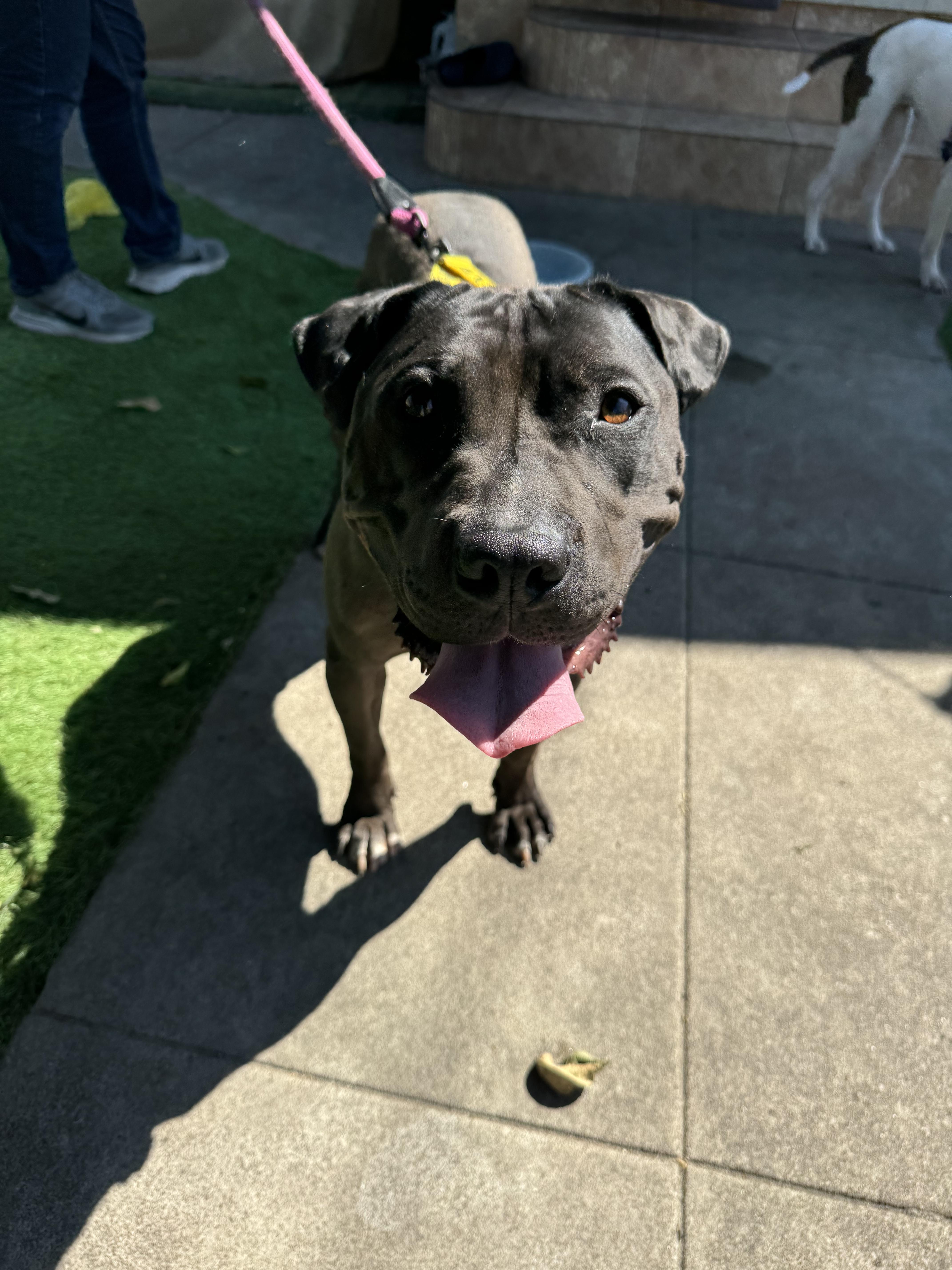 Enlarge Capone, a Adoptable mixed breed in Claremont, CA image 1/6