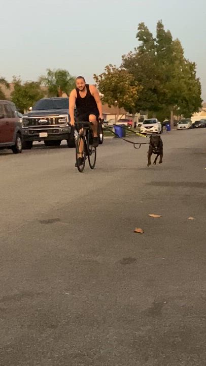 Enlarge Capone, a Adoptable mixed breed in Claremont, CA video 3/6