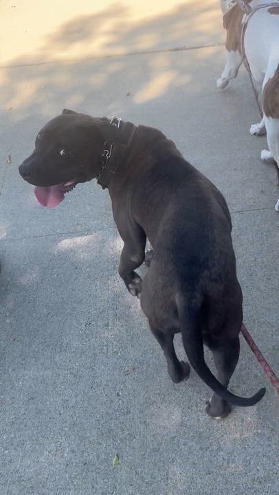 Enlarge Capone, a Adoptable mixed breed in Claremont, CA video 5/6