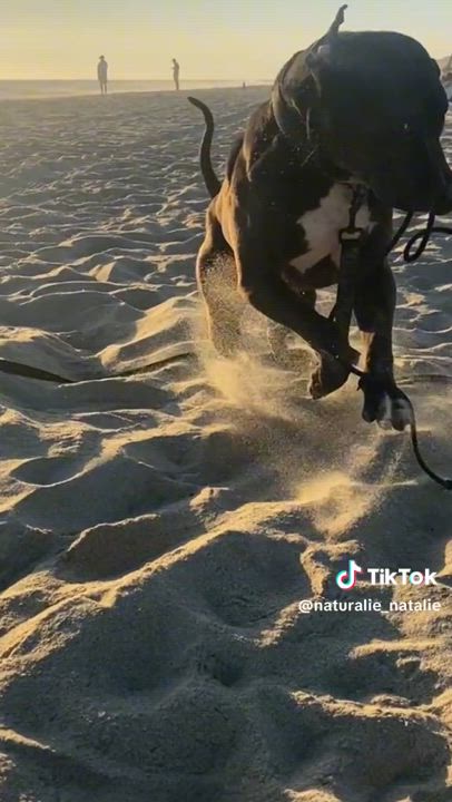 Enlarge Capone, a Adoptable mixed breed in Claremont, CA video 6/6