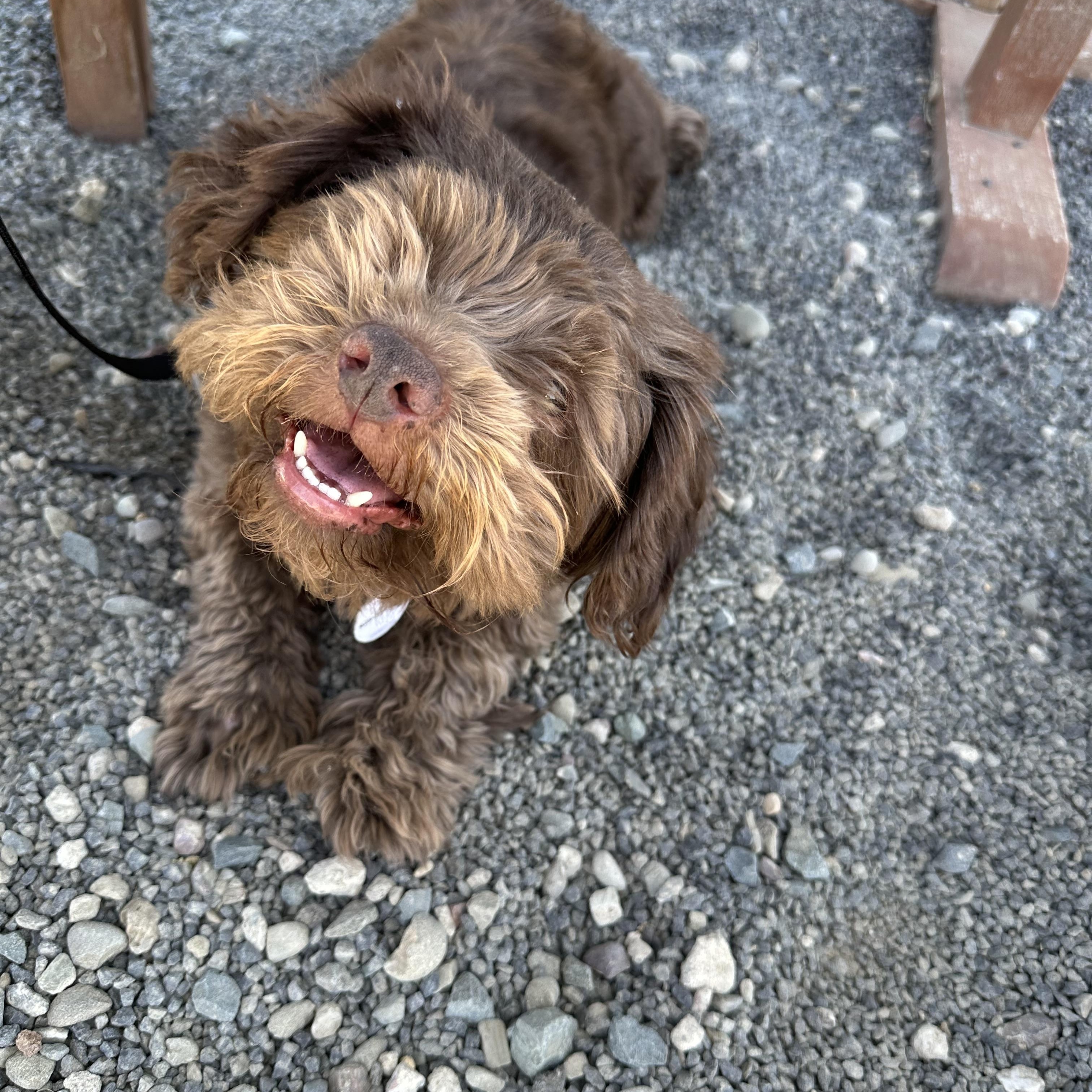 Hershey, Young Male unknown