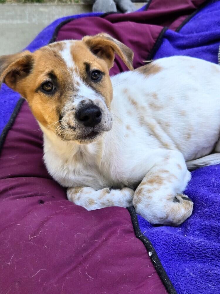 Millie, a Adoptable mixed breed in Evergreen, CO image 6/6