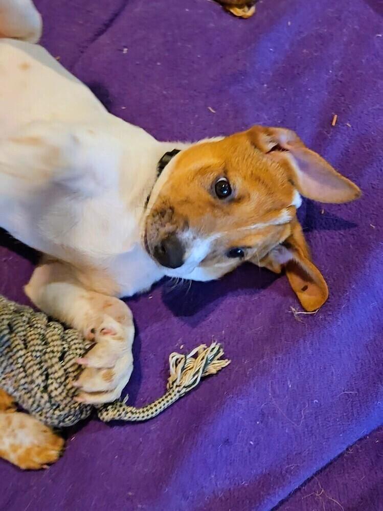 Millie, a Adoptable mixed breed in Evergreen, CO image 4/6