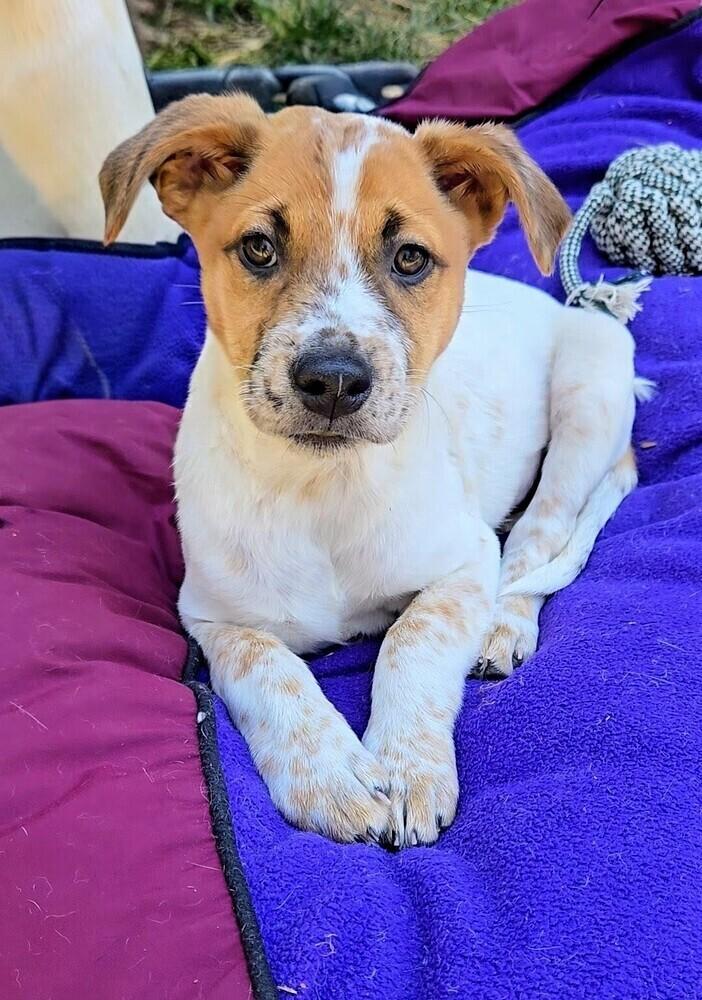 Millie, Adoptable, Young Female Australian Cattle Dog / Blue Heeler & Mixed Breed.