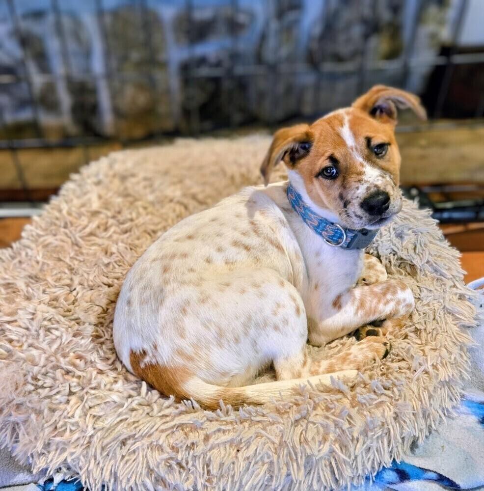 Millie, a Adoptable mixed breed in Evergreen, CO image 3/6