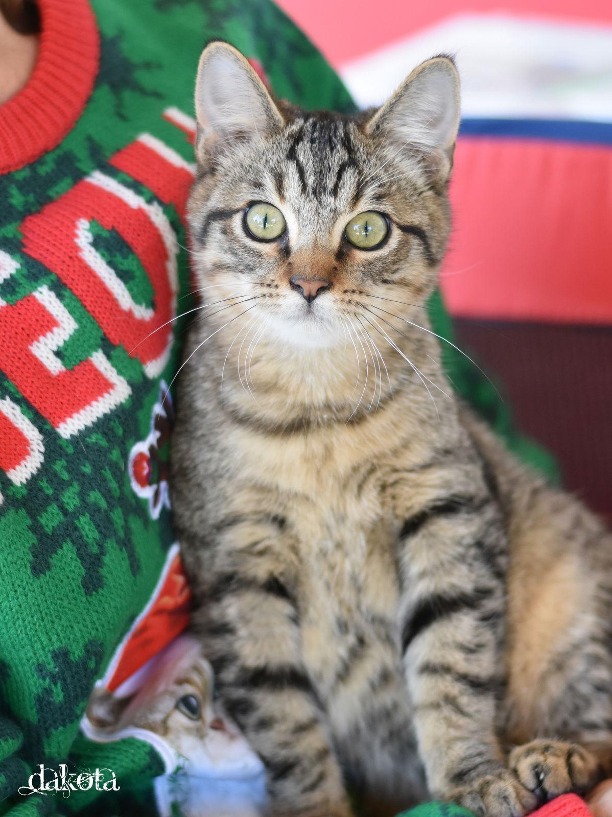 Enlarge Dakota, a Adopted Domestic Short Hair in Montgomery, TX image 1/3