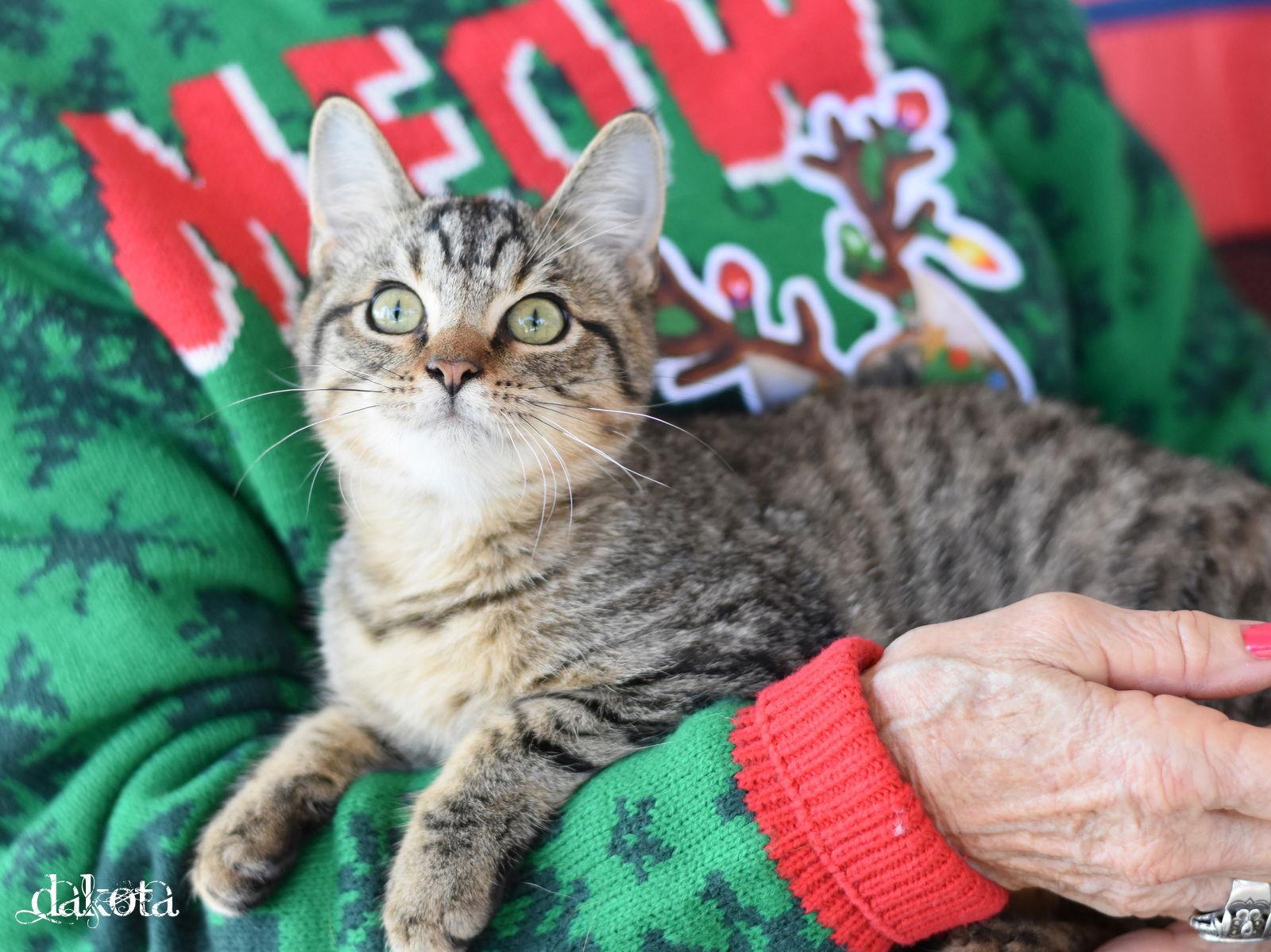 Enlarge Dakota, a Adopted Domestic Short Hair in Montgomery, TX image 2/3