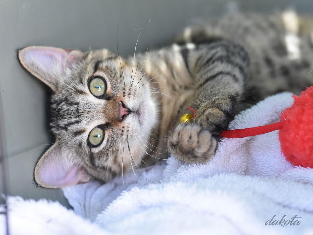 Enlarge Dakota, a Adopted Domestic Short Hair in Montgomery, TX image 3/3