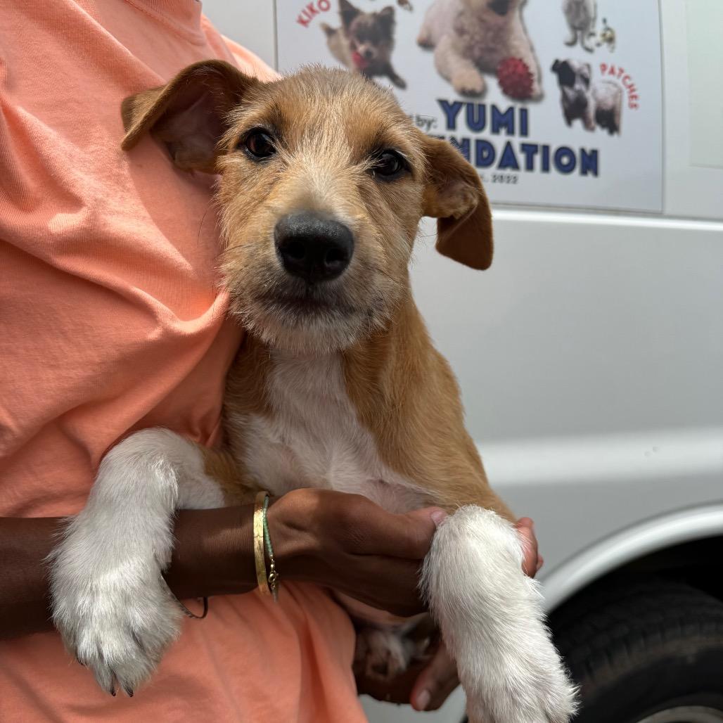 LSP, Adoptable, Puppy Female Wirehaired Terrier.