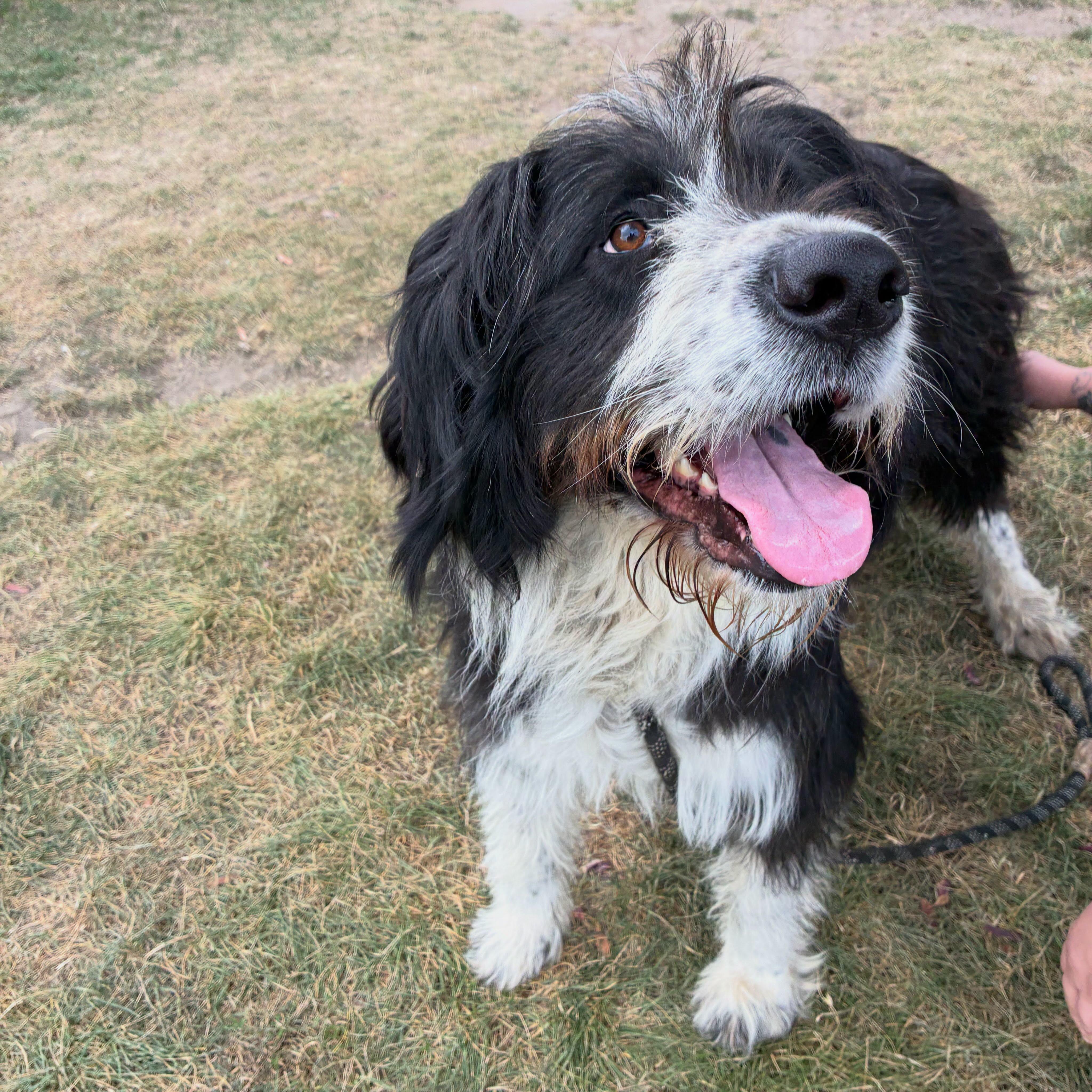 Enlarge Cowboy - ADOPTABLE, a Adoptable mixed breed in Chilliwack, BC image 1/4