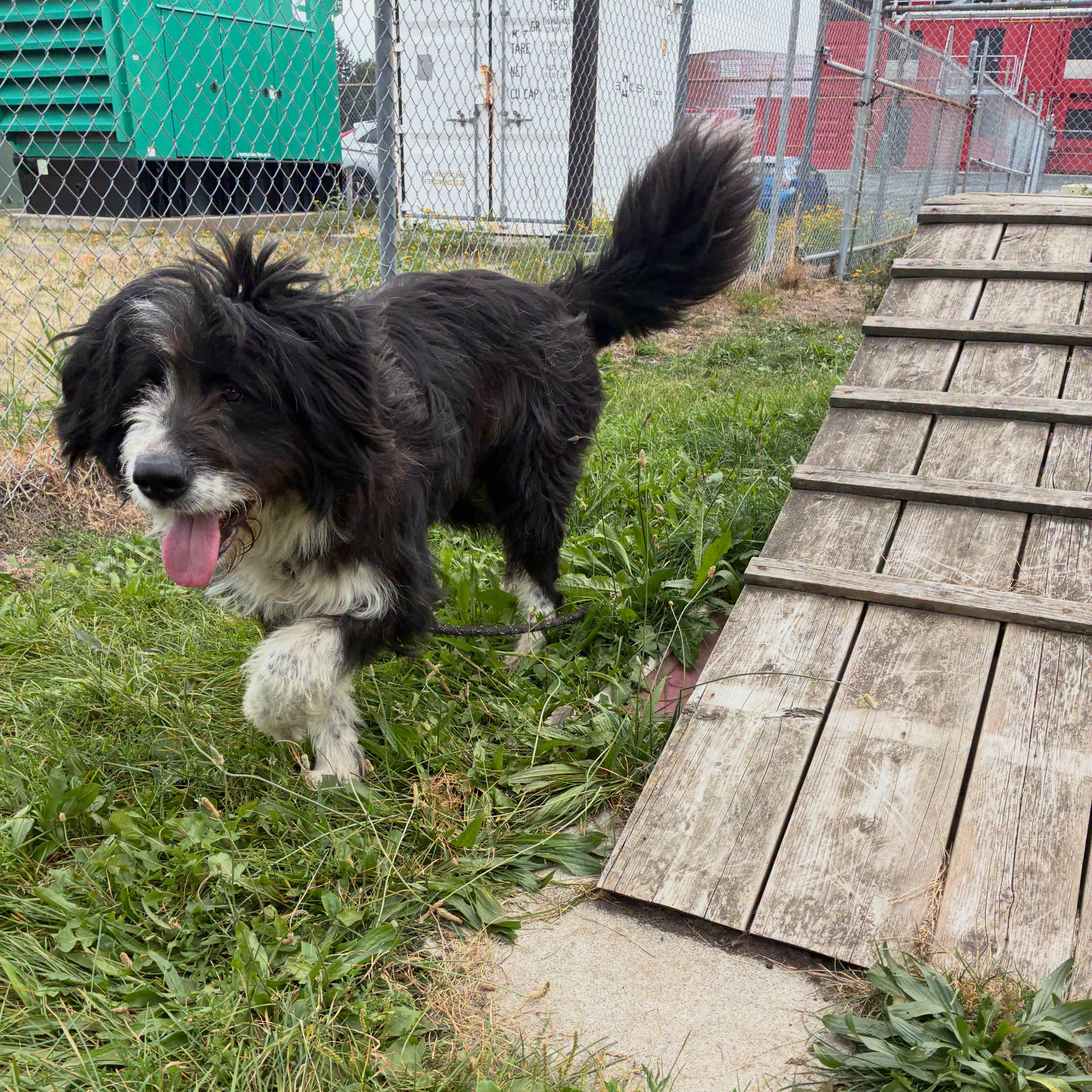 Enlarge Cowboy - ADOPTABLE, a Adoptable mixed breed in Chilliwack, BC image 4/4