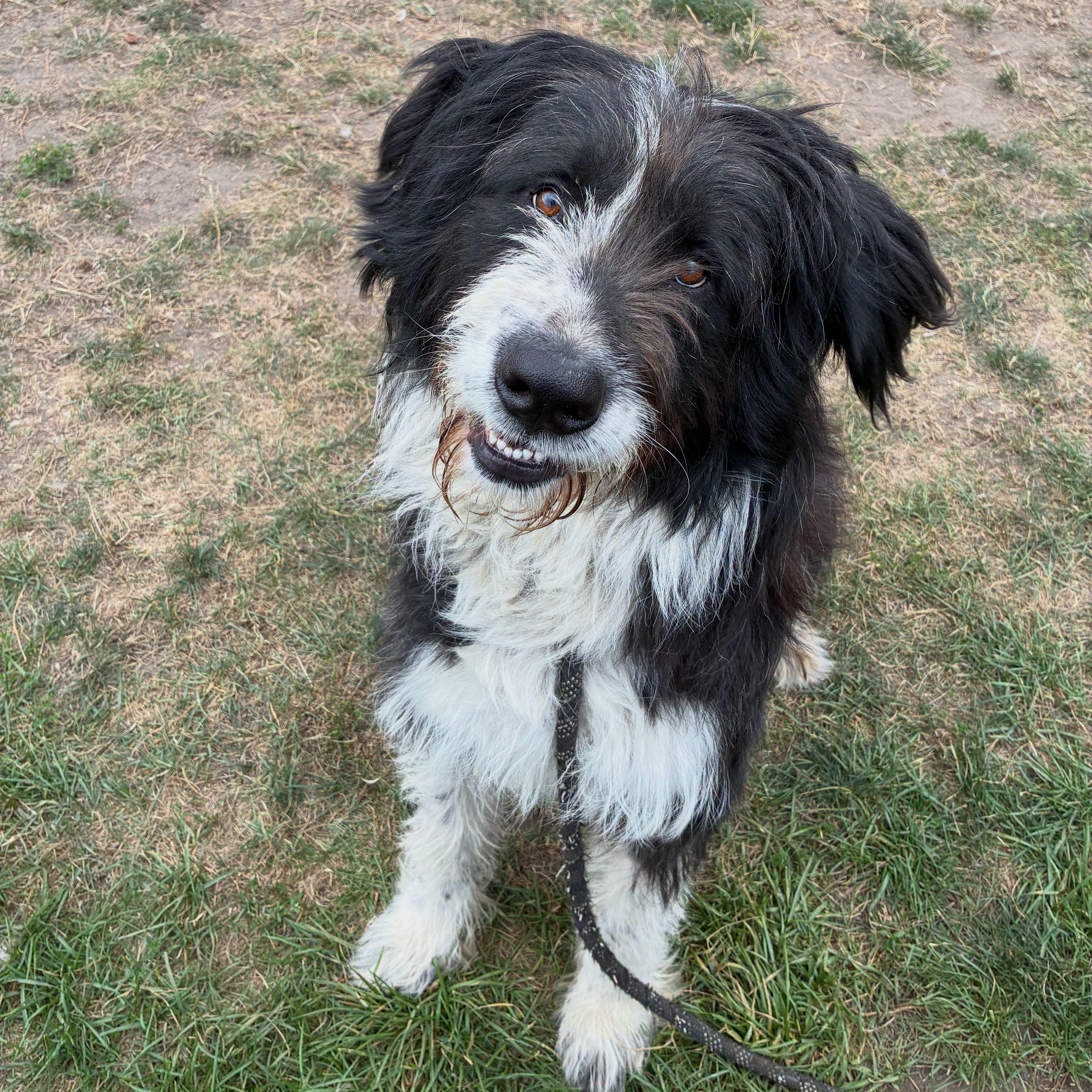 Enlarge Cowboy - ADOPTABLE, a Adoptable mixed breed in Chilliwack, BC image 2/4
