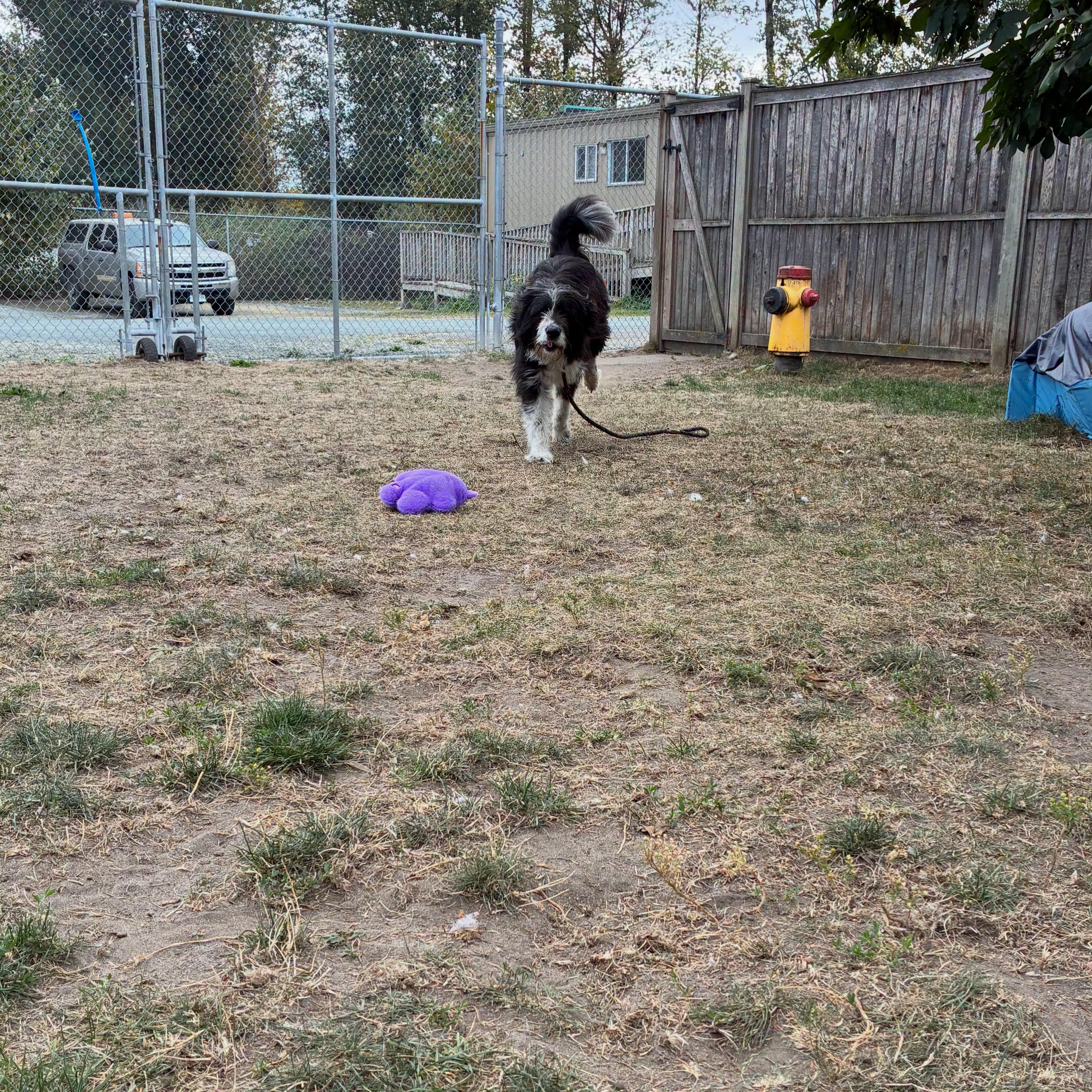 Enlarge Cowboy - ADOPTABLE, a Adoptable mixed breed in Chilliwack, BC image 3/4