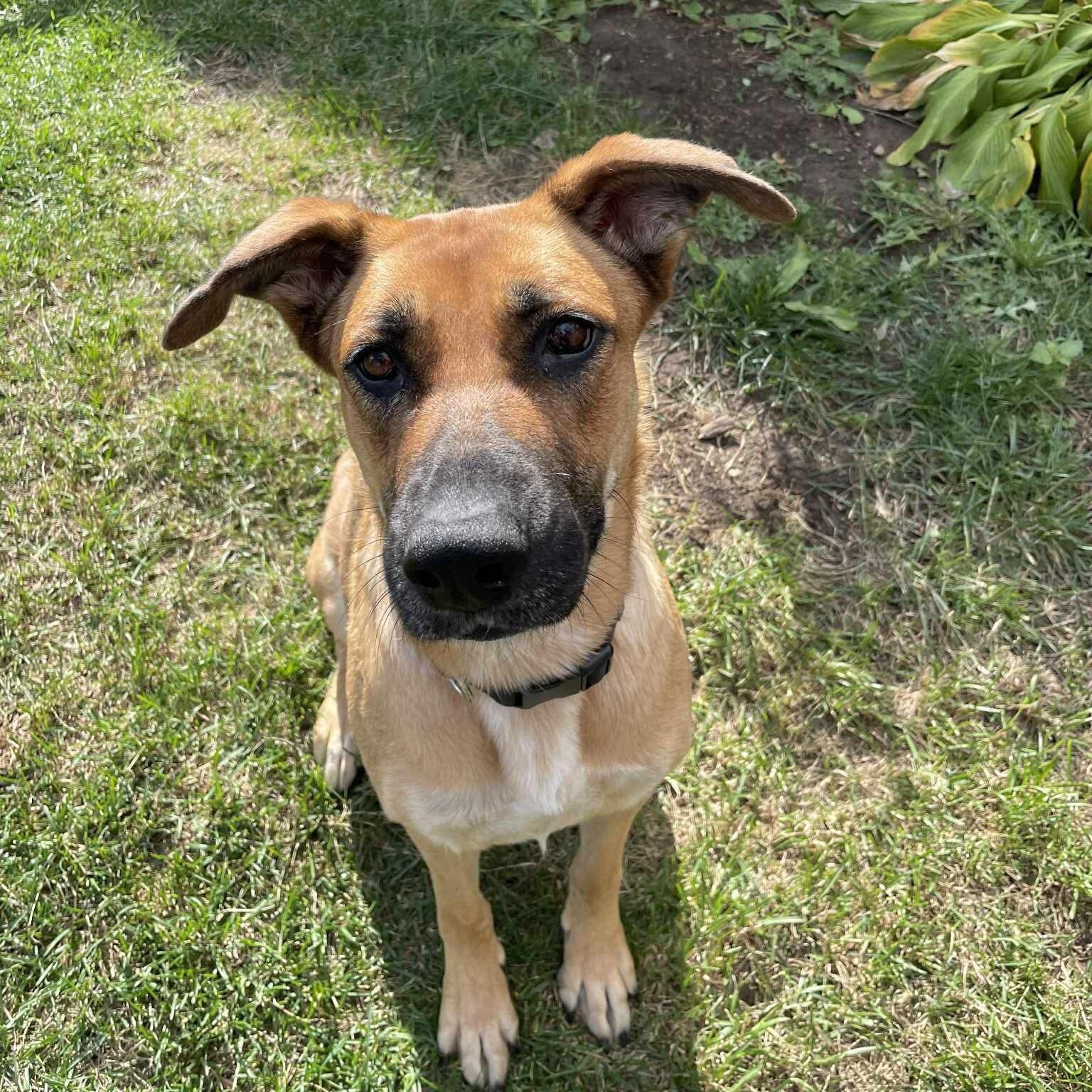 Serenity, Adoptable, Adult Female German Shepherd Dog.