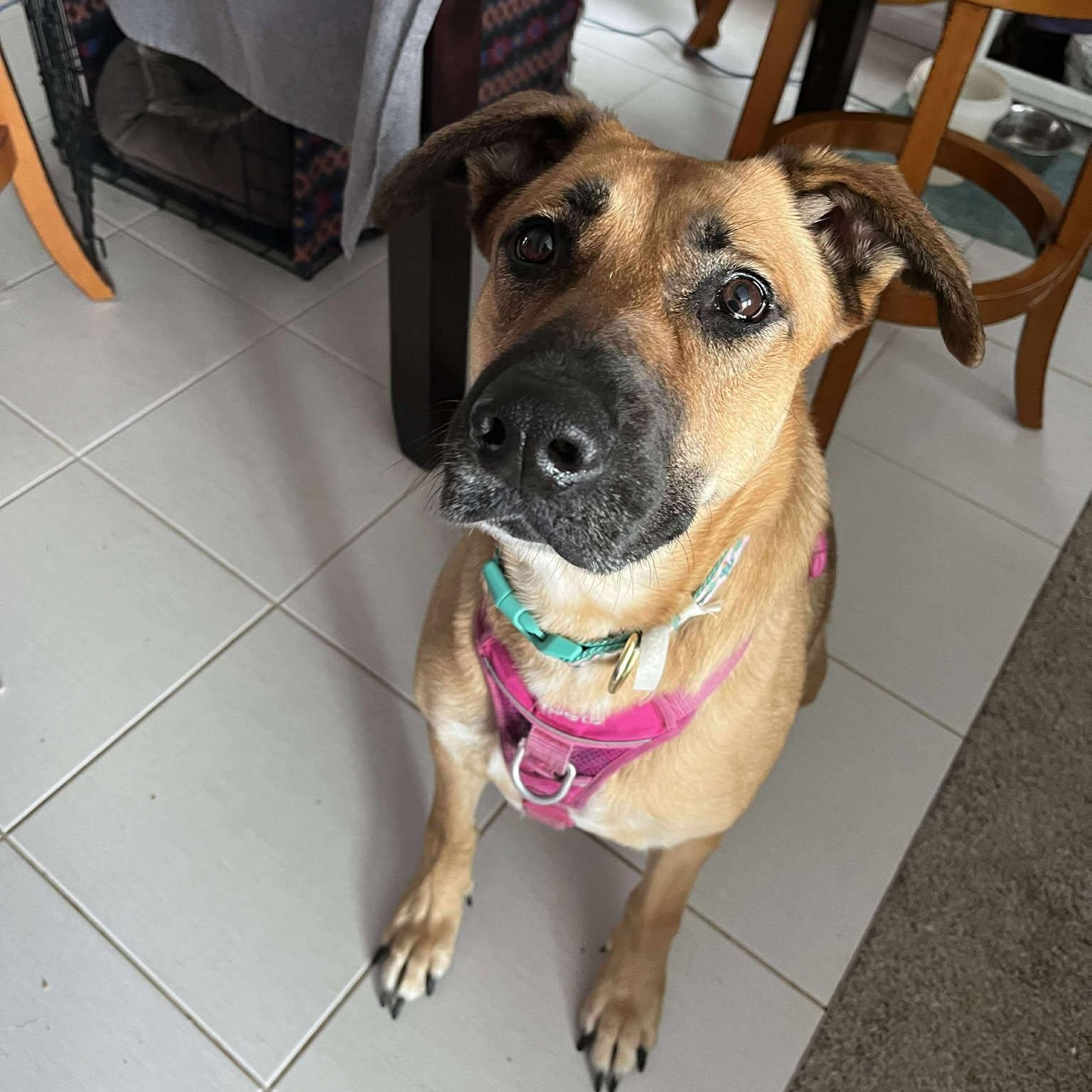 Enlarge Serenity, a Adoptable mixed breed in Woodstock, ON image 2/6