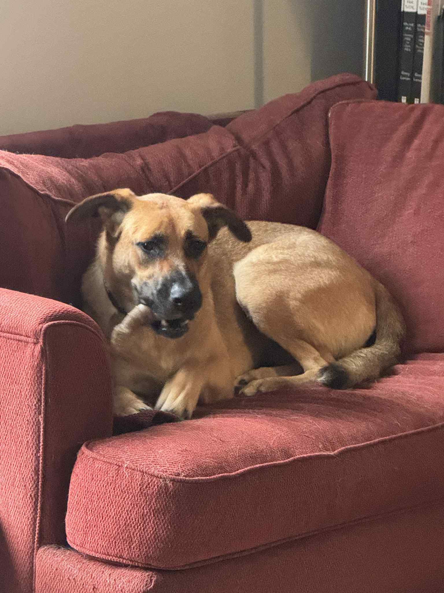 Enlarge Serenity, a Adoptable German Shepherd Dog in Woodstock, ON image 5/6