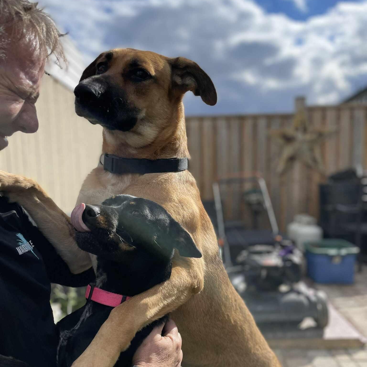 Enlarge Serenity, a Adoptable German Shepherd Dog in Woodstock, ON image 3/6