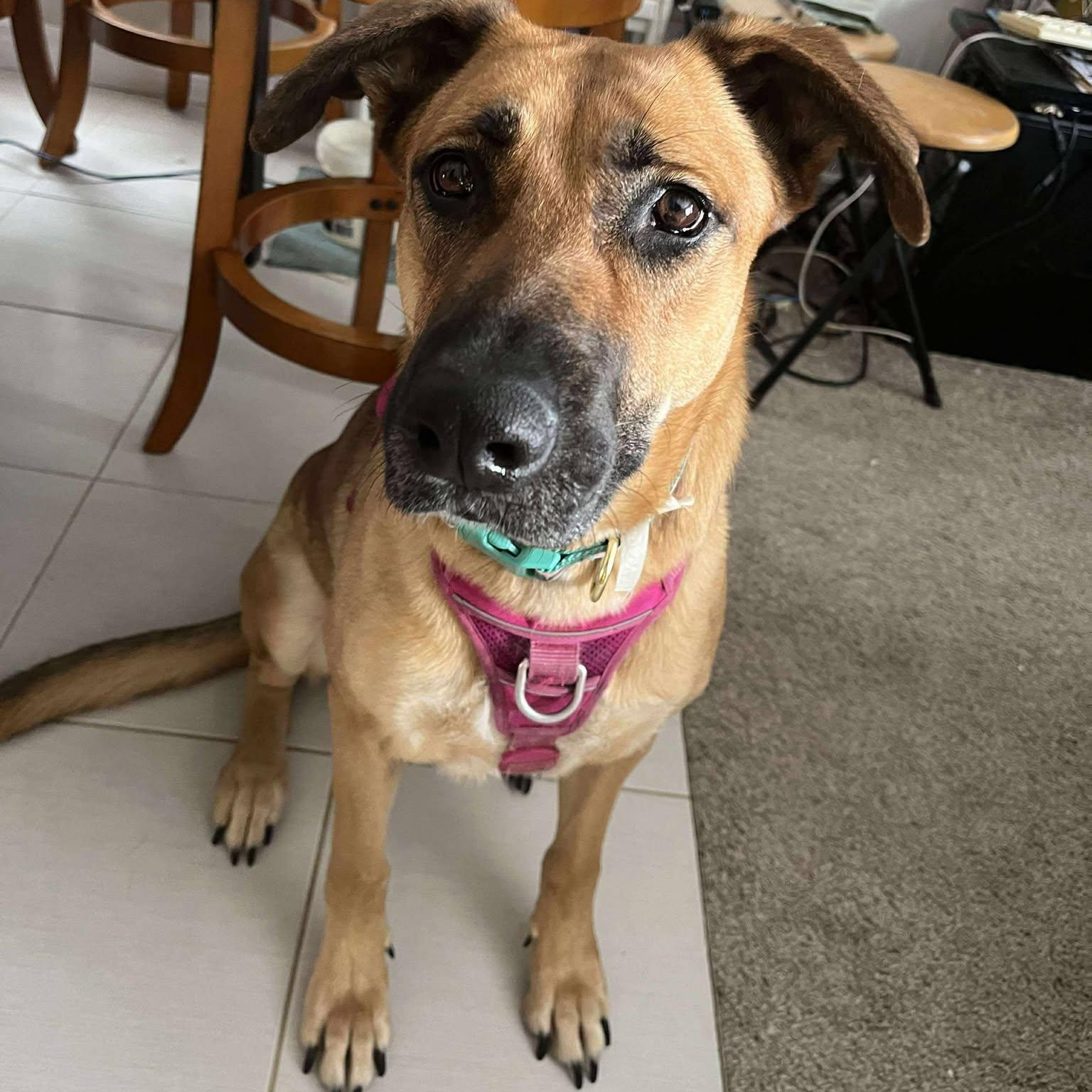 Enlarge Serenity, a Adoptable mixed breed in Woodstock, ON image 4/6