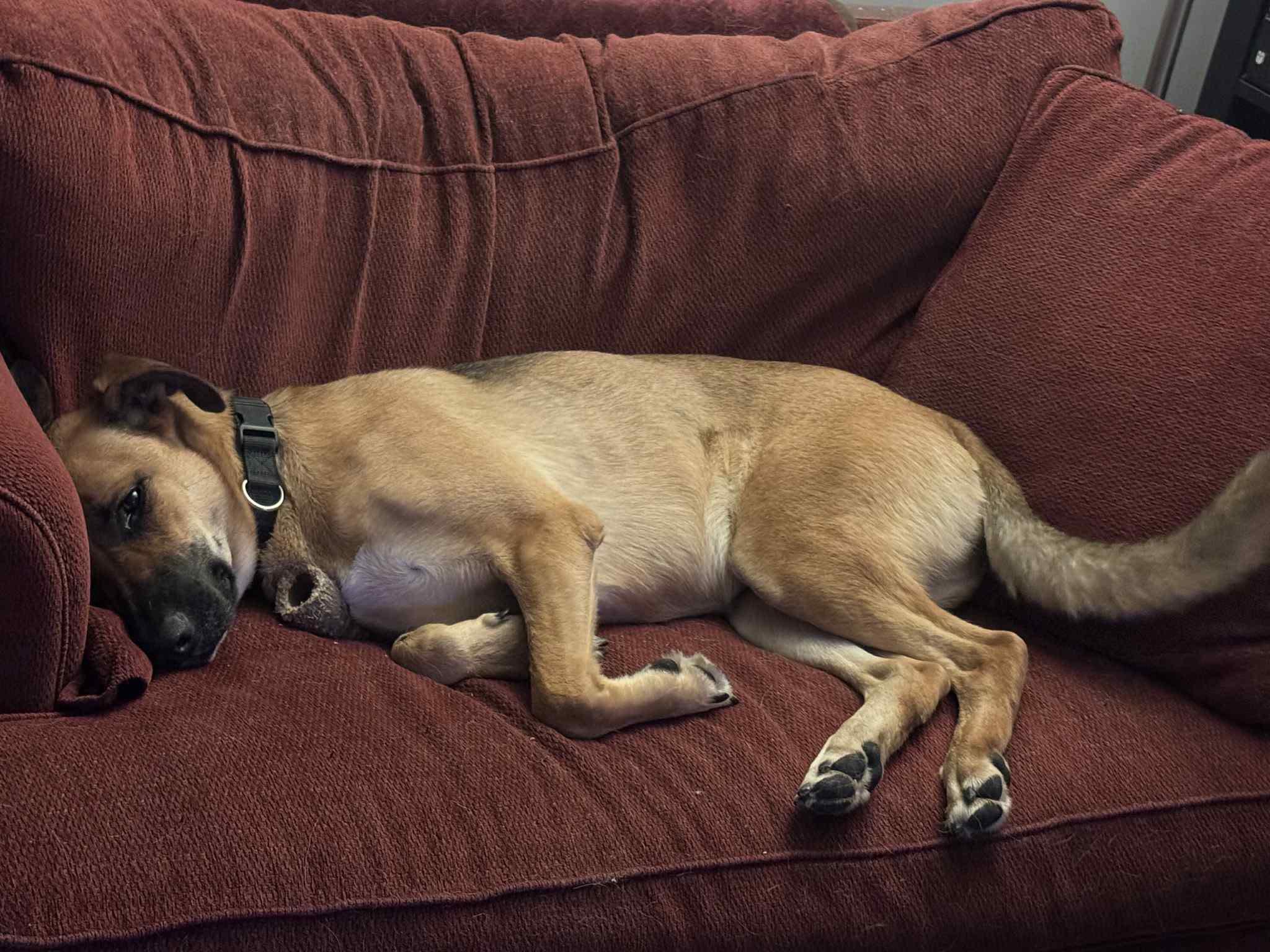 Serenity, Adoptable, Adult Female German Shepherd Dog.