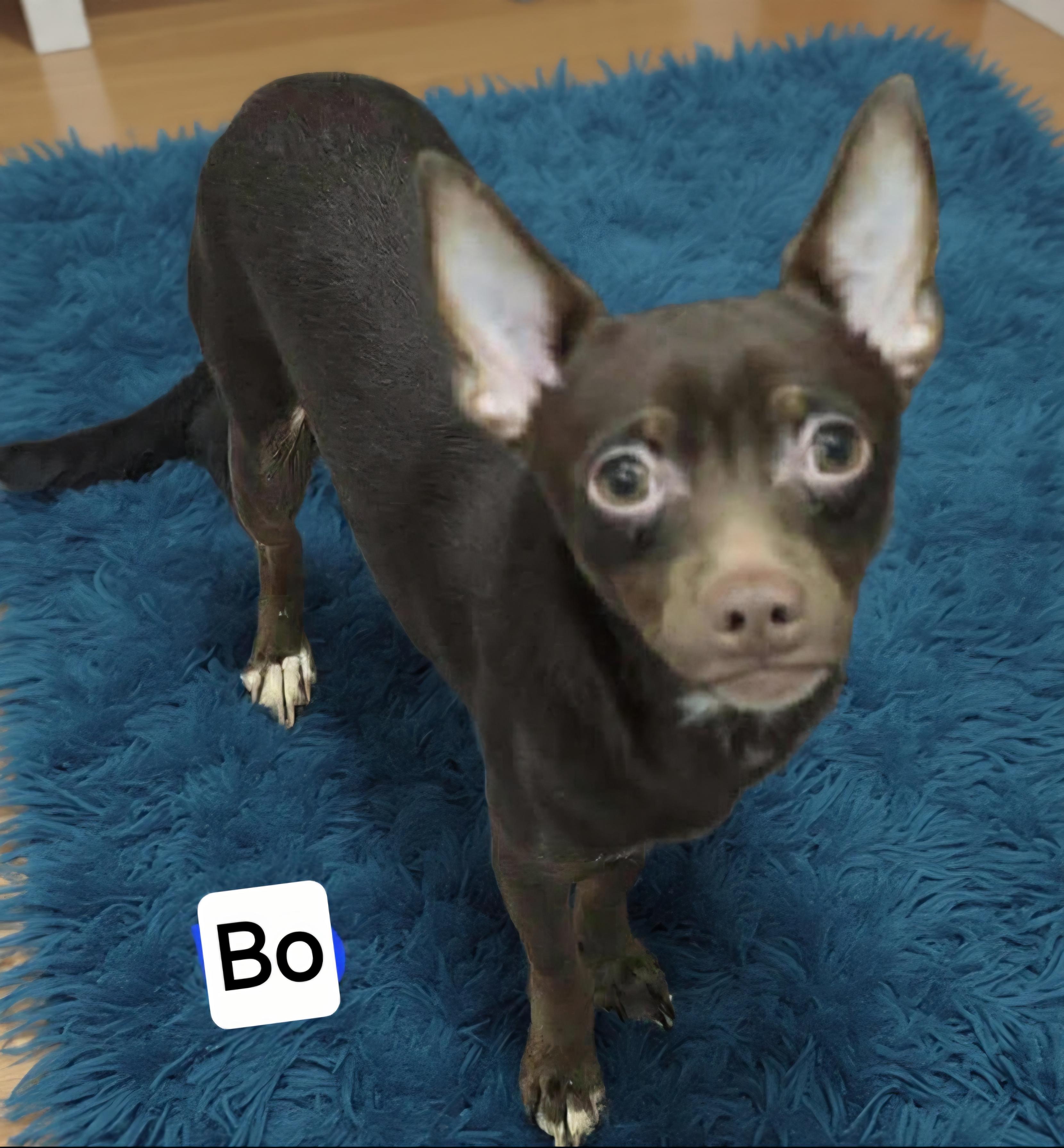 Bo, Adoptable, Puppy Male Chihuahua & Rat Terrier.