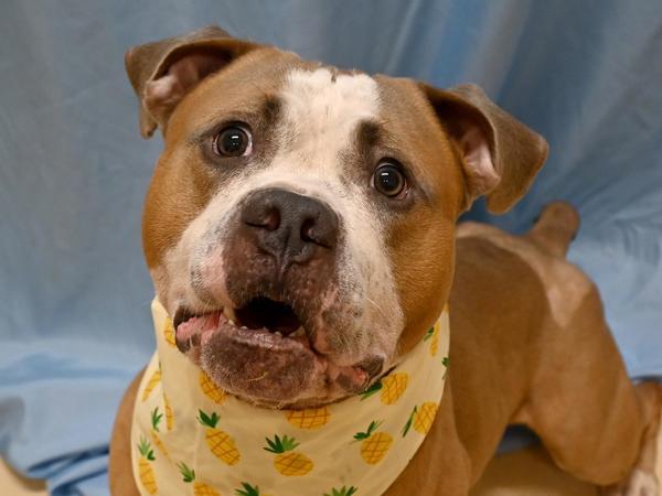 Anakin — thumbnail 2