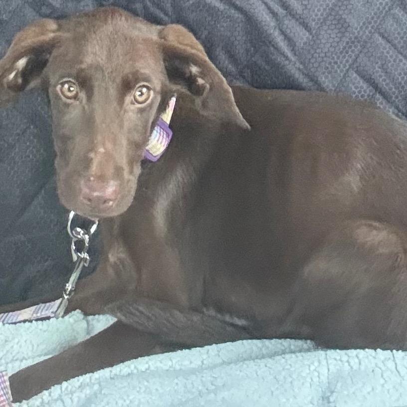 Muffin, Adoptable, Puppy Female Chocolate Labrador Retriever & Hound.