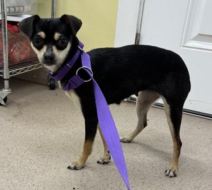 Fanta, Adult Female unknown