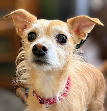 Enlarge Odie, a ADOPTABLE mixed breed in Monticello, MN image 1/2