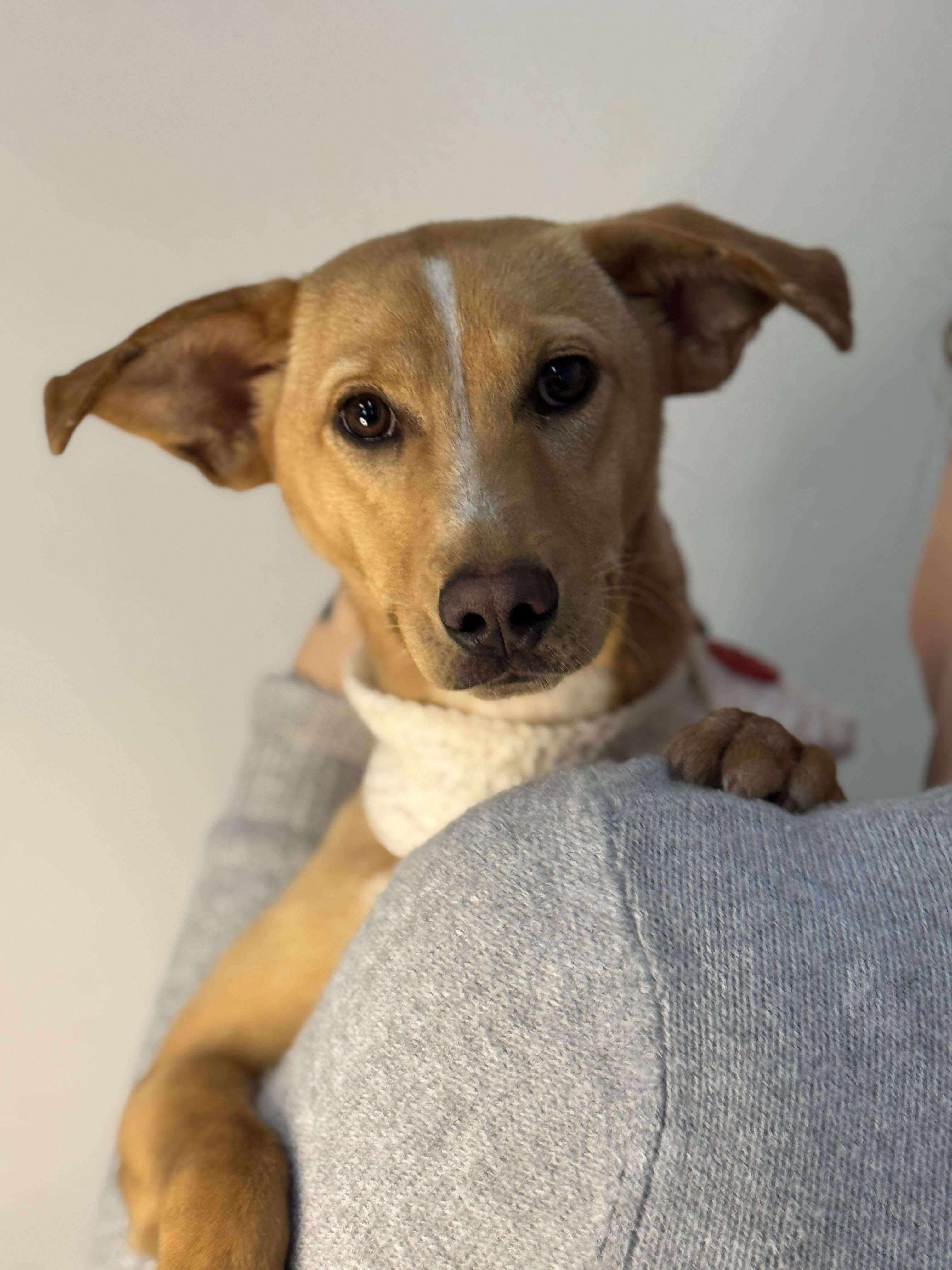 Josie, a ADOPTABLE mixed breed in Richmond, VA image 1/6