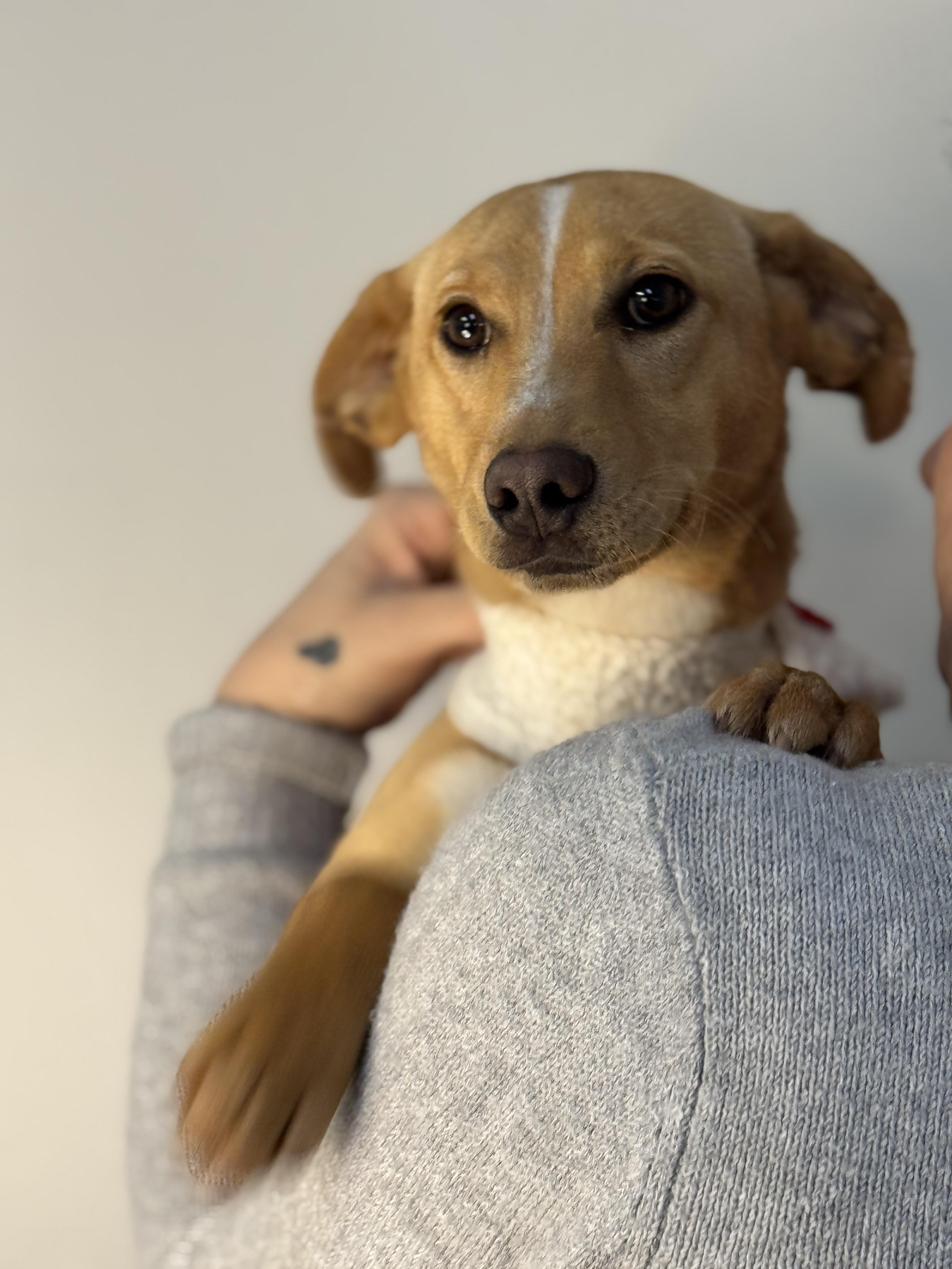 Josie, a ADOPTABLE mixed breed in Richmond, VA image 2/6