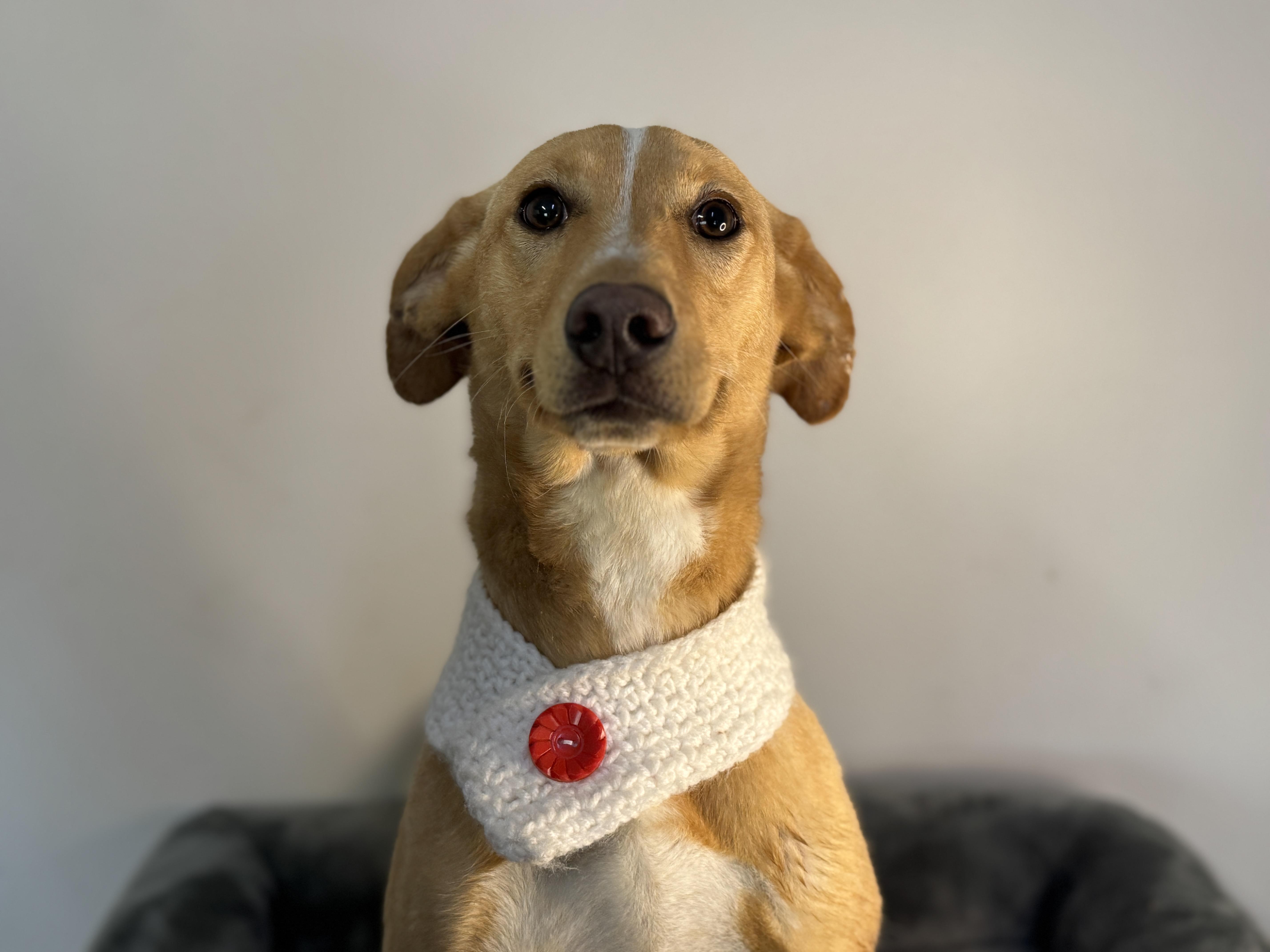 Josie, a ADOPTABLE mixed breed in Richmond, VA image 3/6