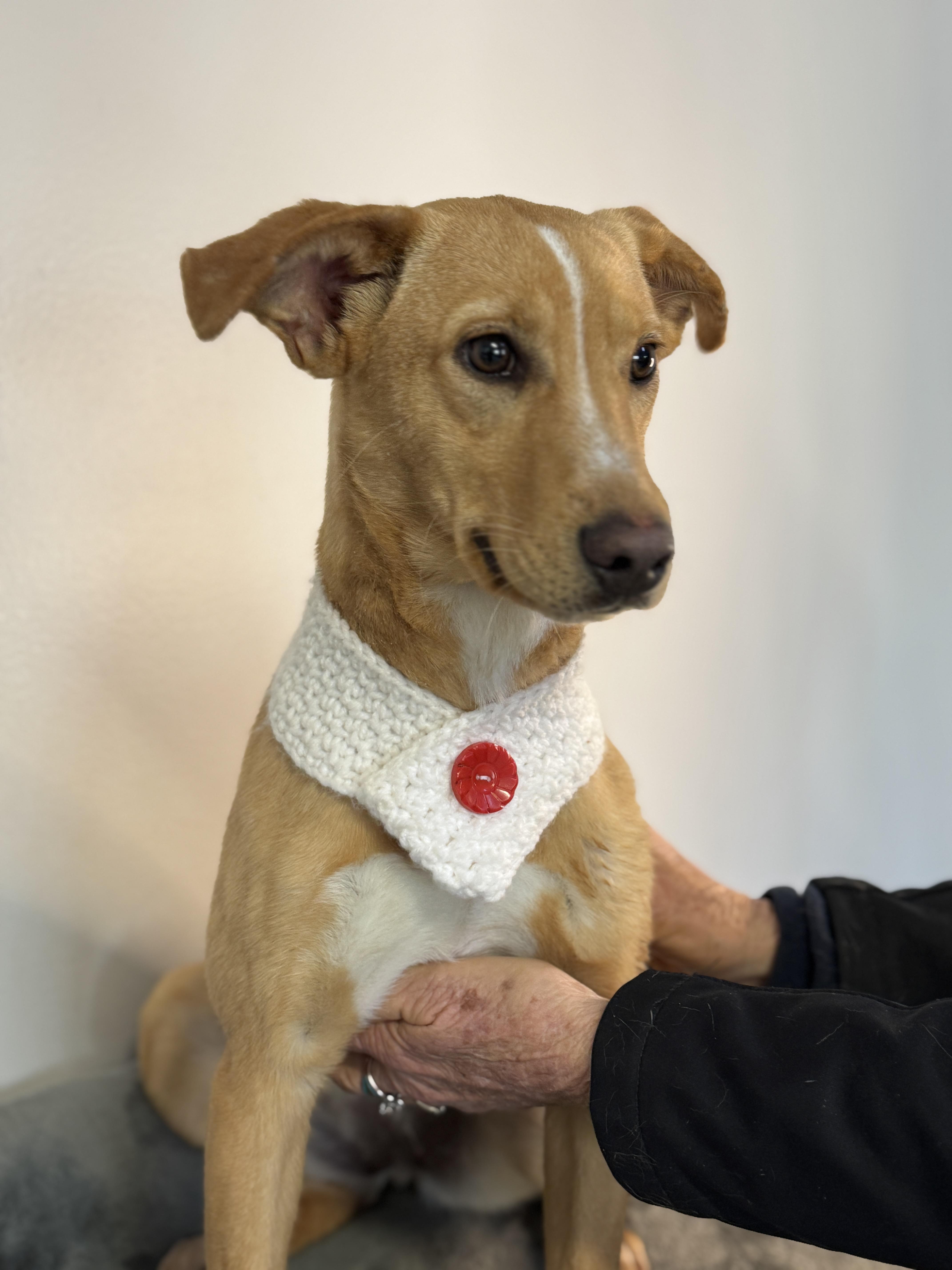 Josie, a ADOPTABLE mixed breed in Richmond, VA image 4/6