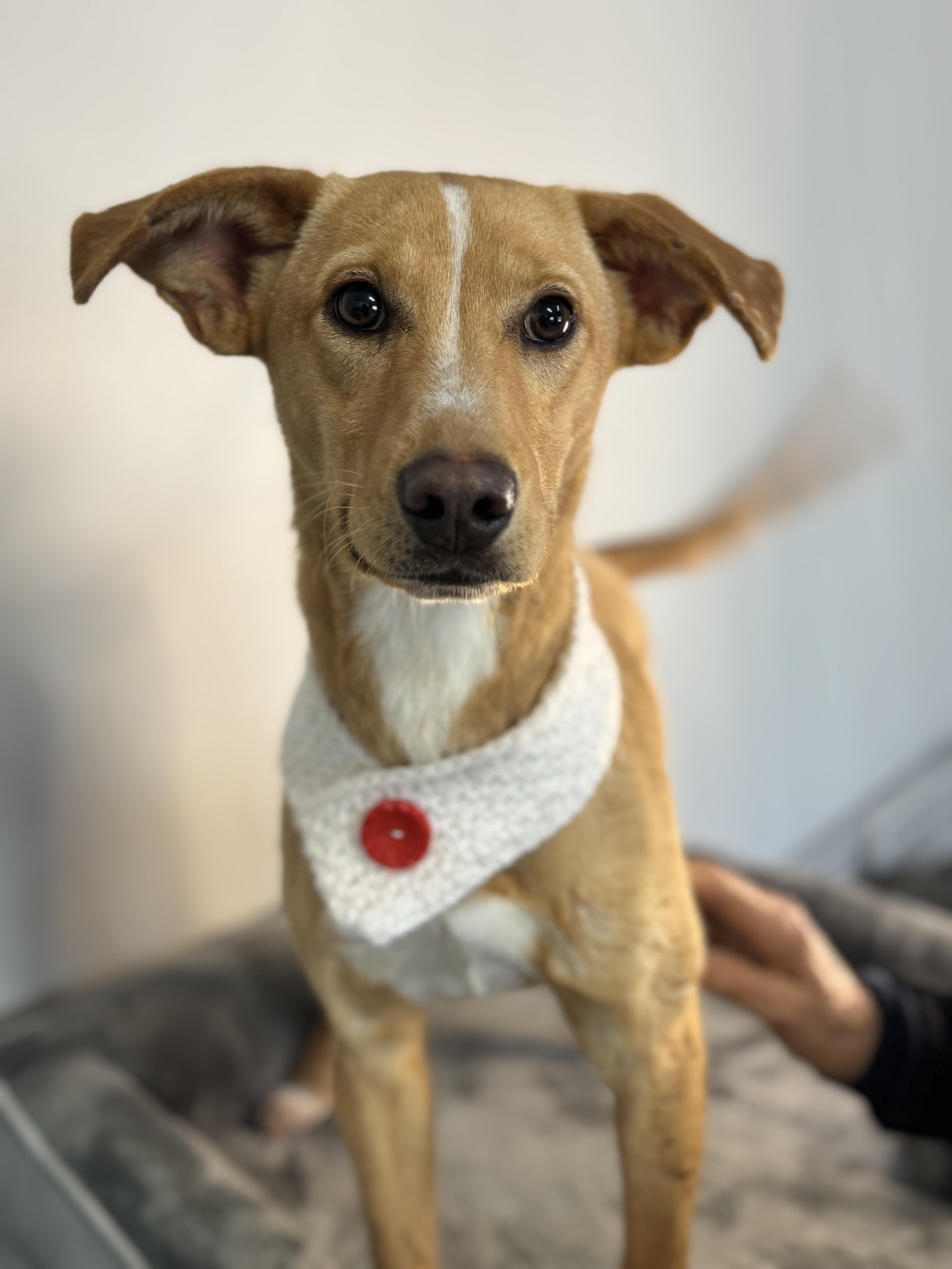 Josie, a ADOPTABLE mixed breed in Richmond, VA image 6/6