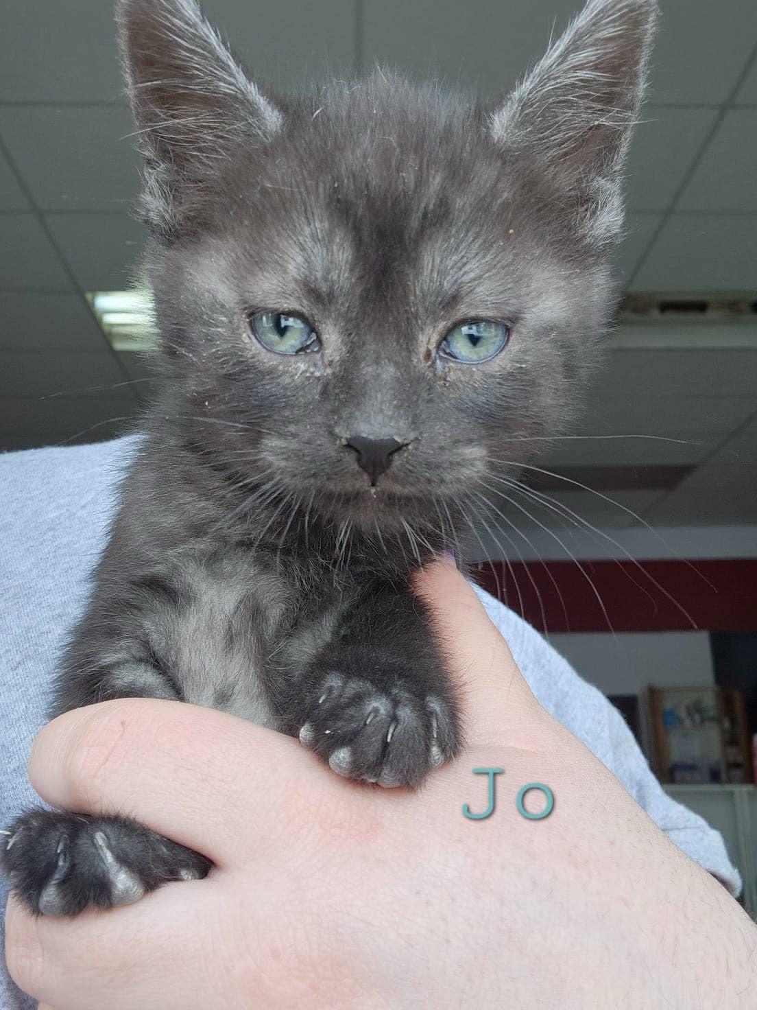 Jo, Adoptable, Kitten Male Tortoiseshell.