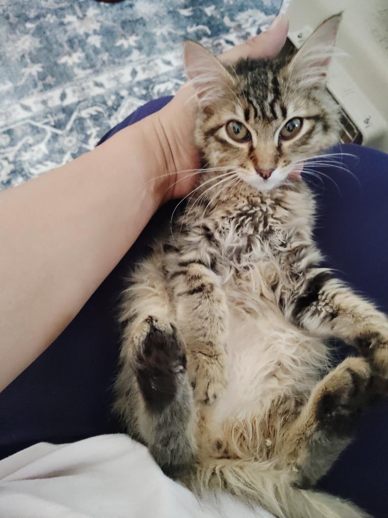 Mitzy, Adoptable, Kitten Female Domestic Medium Hair.