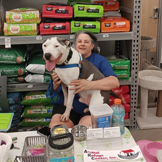 Hank, a Adoptable American Staffordshire Terrier in Vine Grove, KY image 1/6