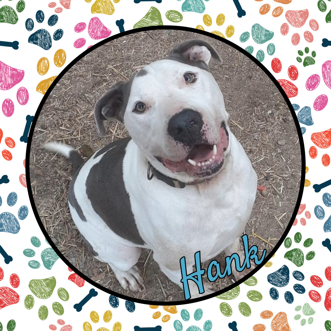 Hank, a Adoptable American Staffordshire Terrier in Vine Grove, KY image 2/6