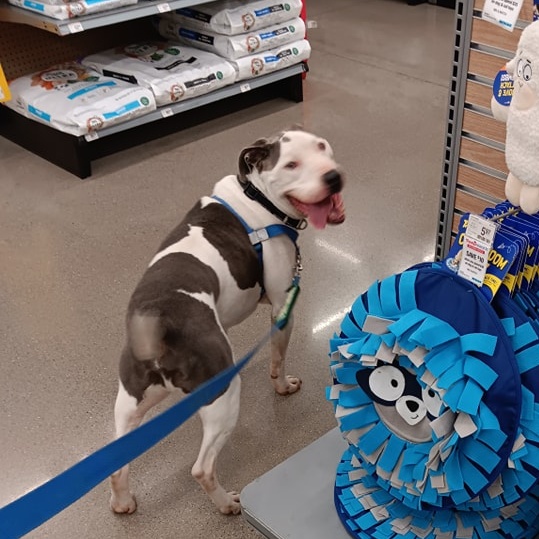 Hank, a Adoptable American Staffordshire Terrier in Vine Grove, KY image 3/6