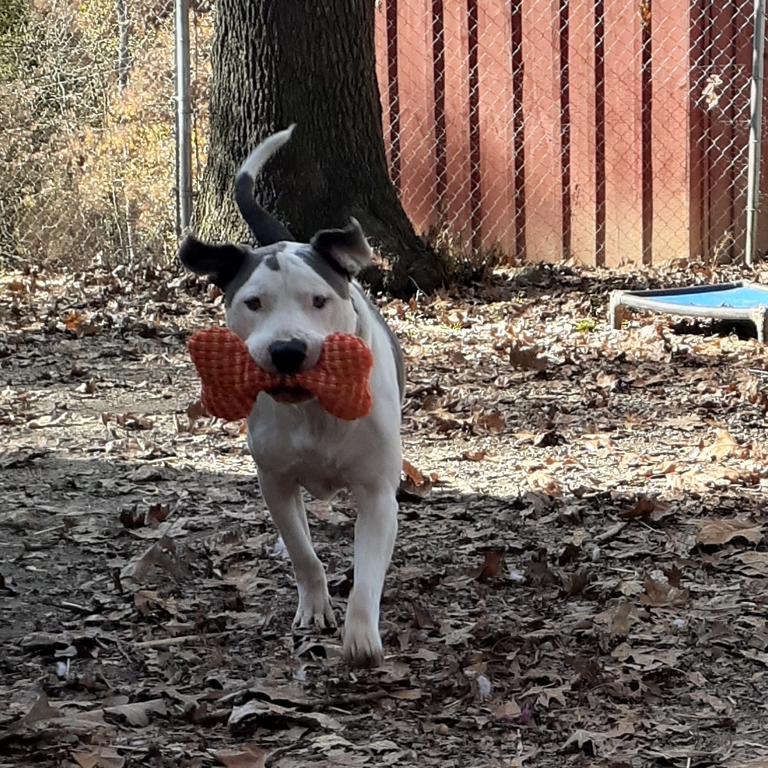 Hank, a Adoptable American Staffordshire Terrier in Vine Grove, KY image 6/6