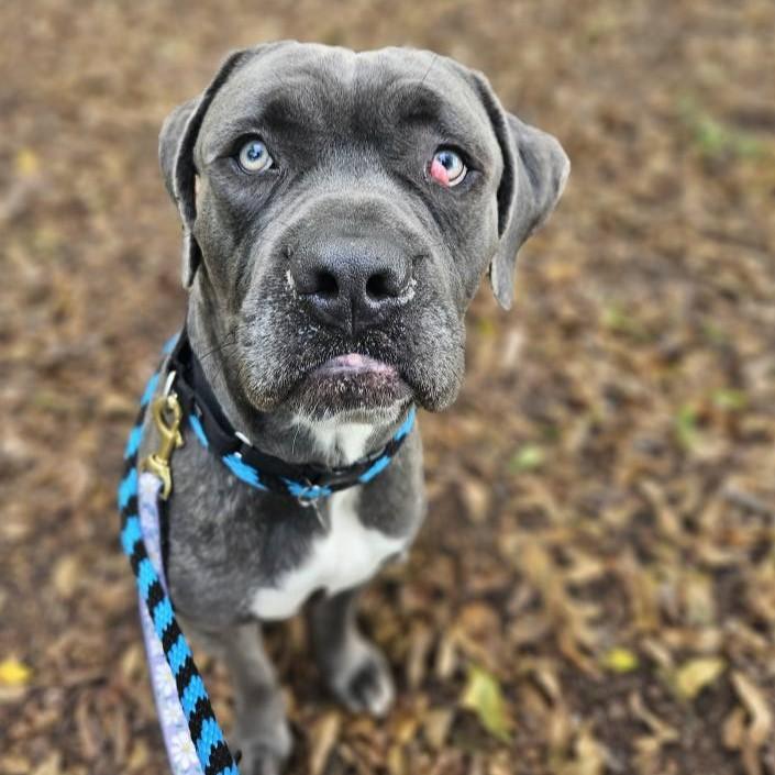 Enlarge G, a Adoptable mixed breed in Phoenixville, PA image 6/6