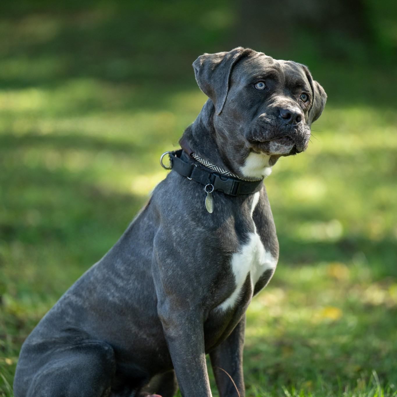 Enlarge G, a Adoptable mixed breed in Phoenixville, PA image 4/6